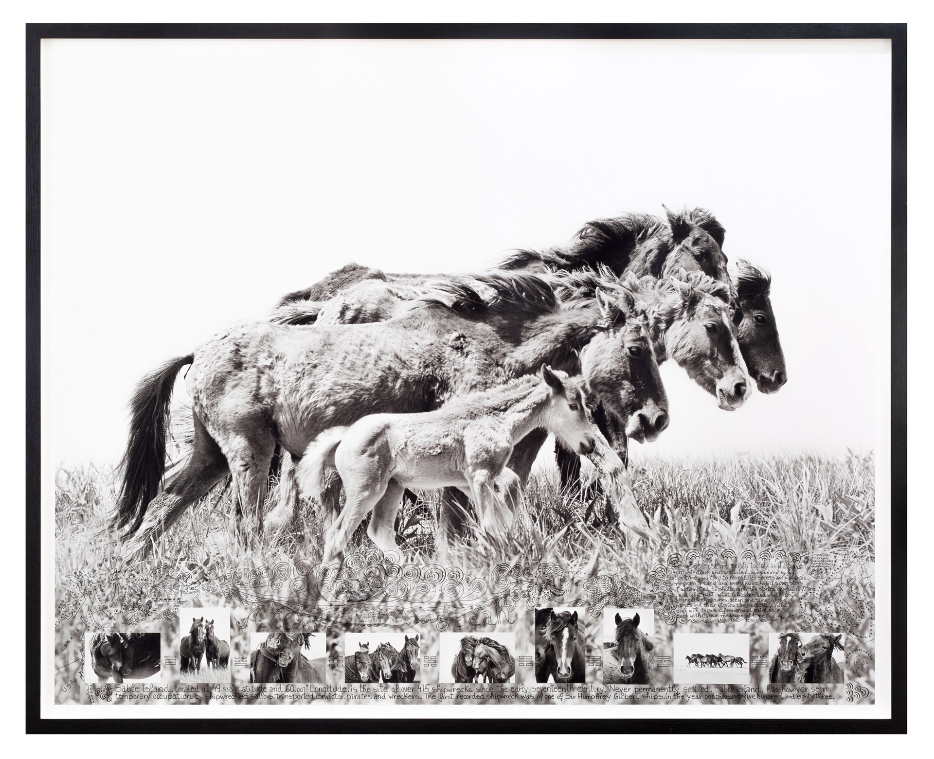 Generations- The Wild Horses of Sable Island by Roberto Dutesco