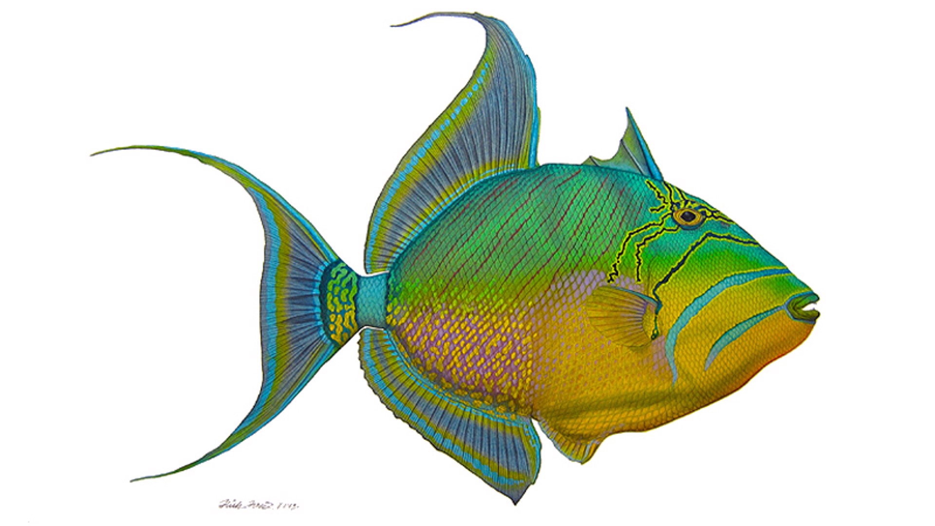Queen Triggerfish by Flick Ford