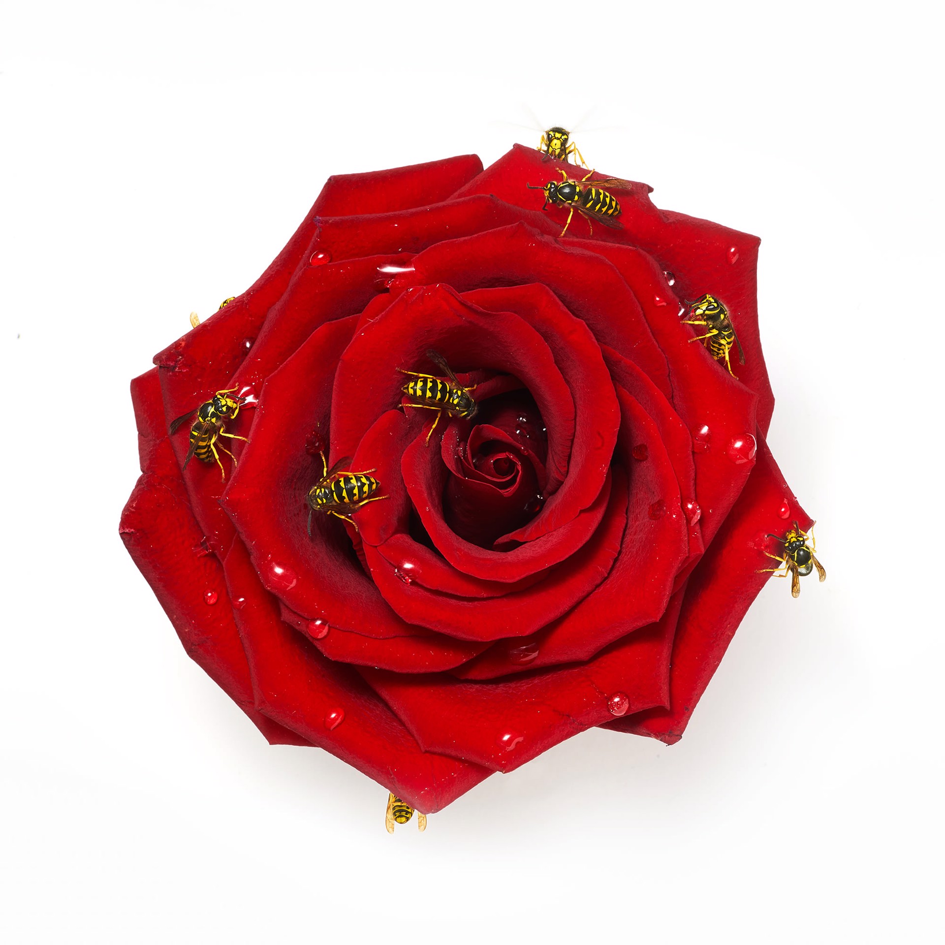 Red Rose by Sage Szkabarnicki-Stuart