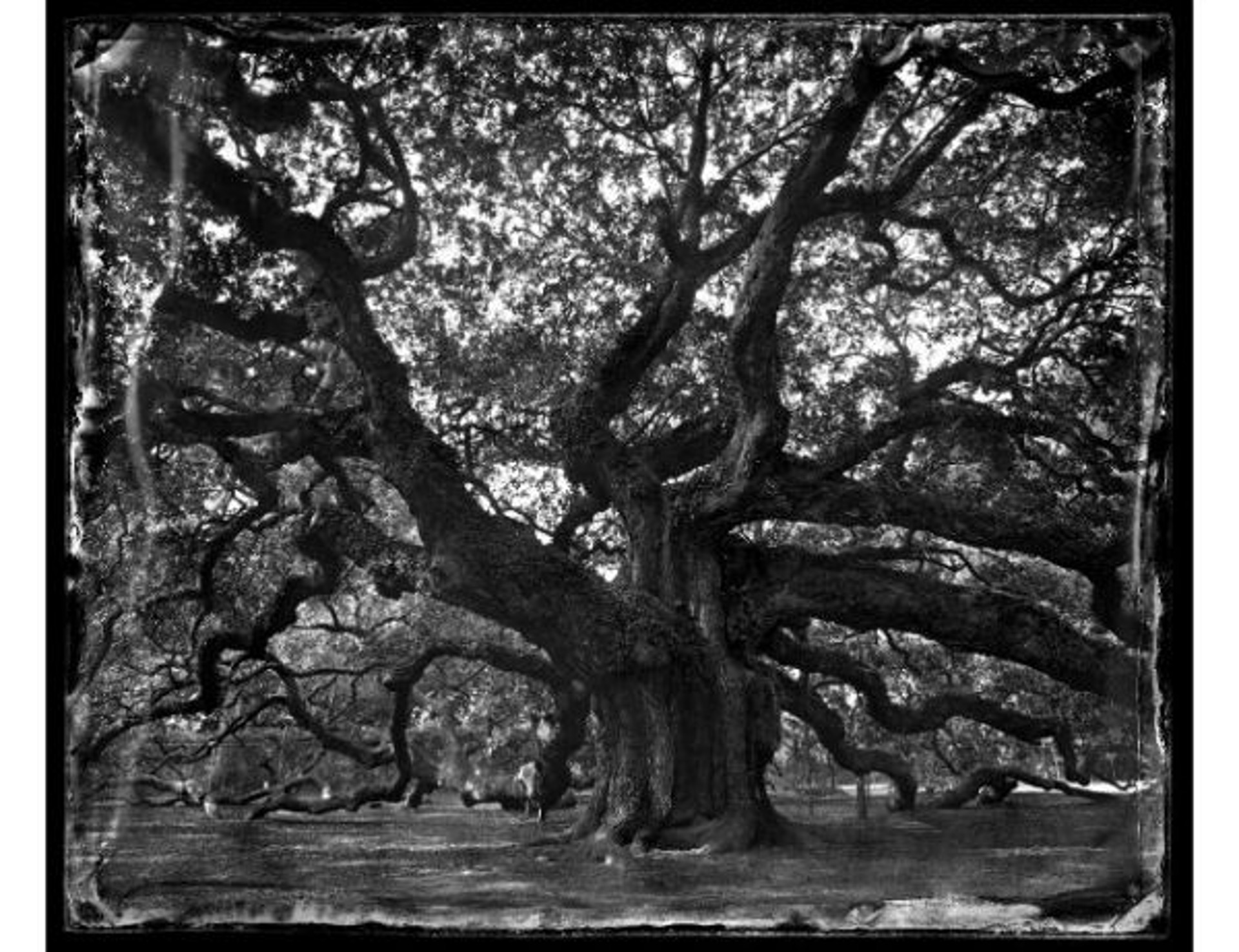 Angel Oak by Ben Nixon