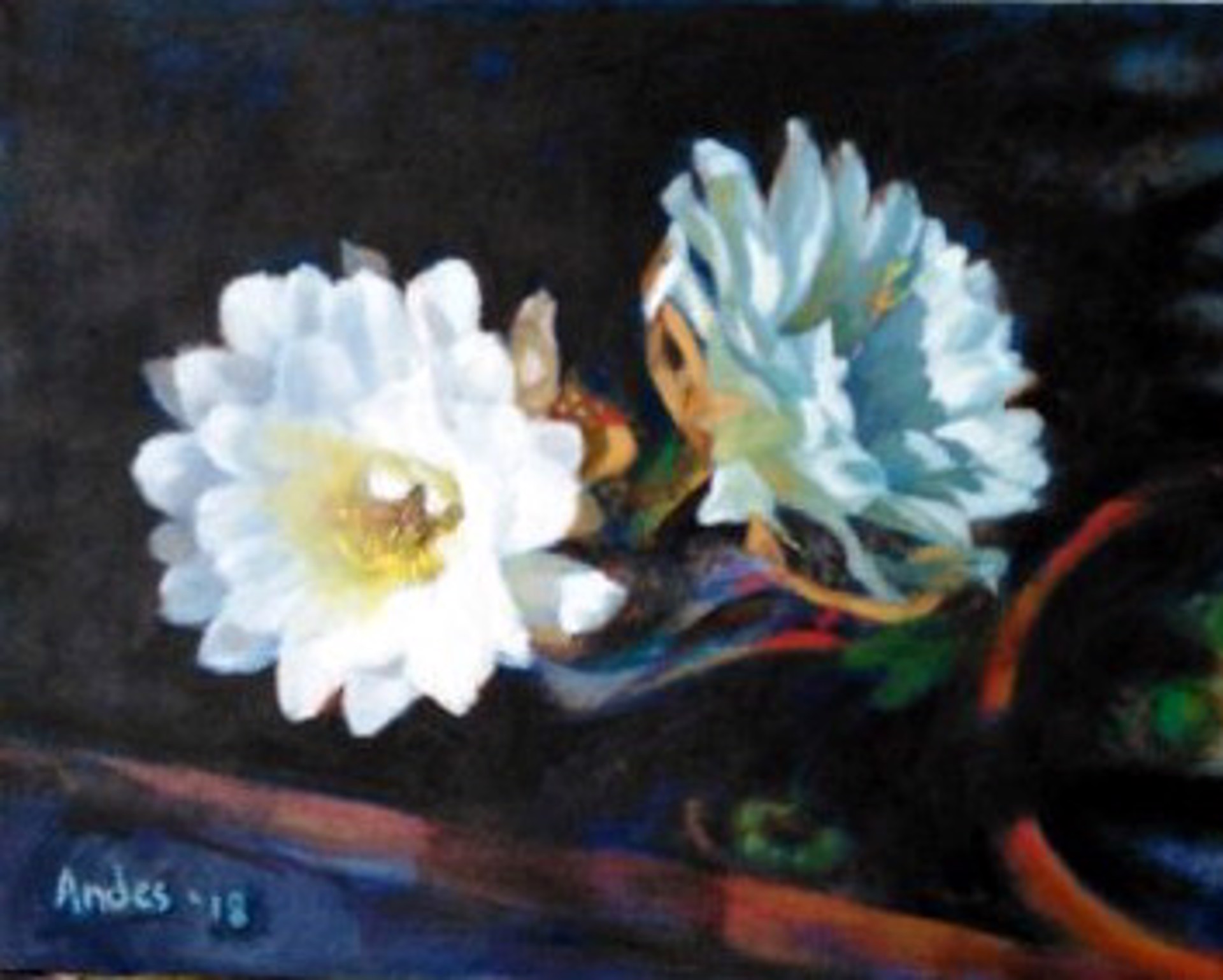 80 White Cactus Flower by Jacqueline Andes