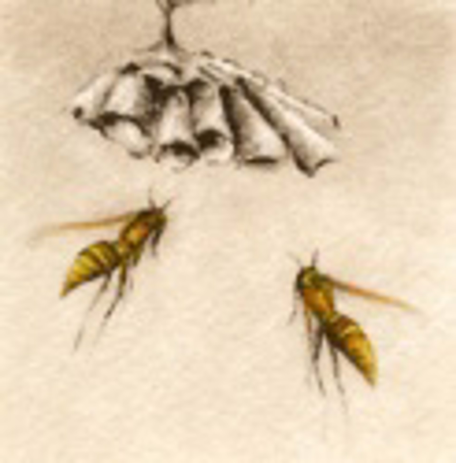 Paper Wasps_unframed, #19/100 by Melanie Fain