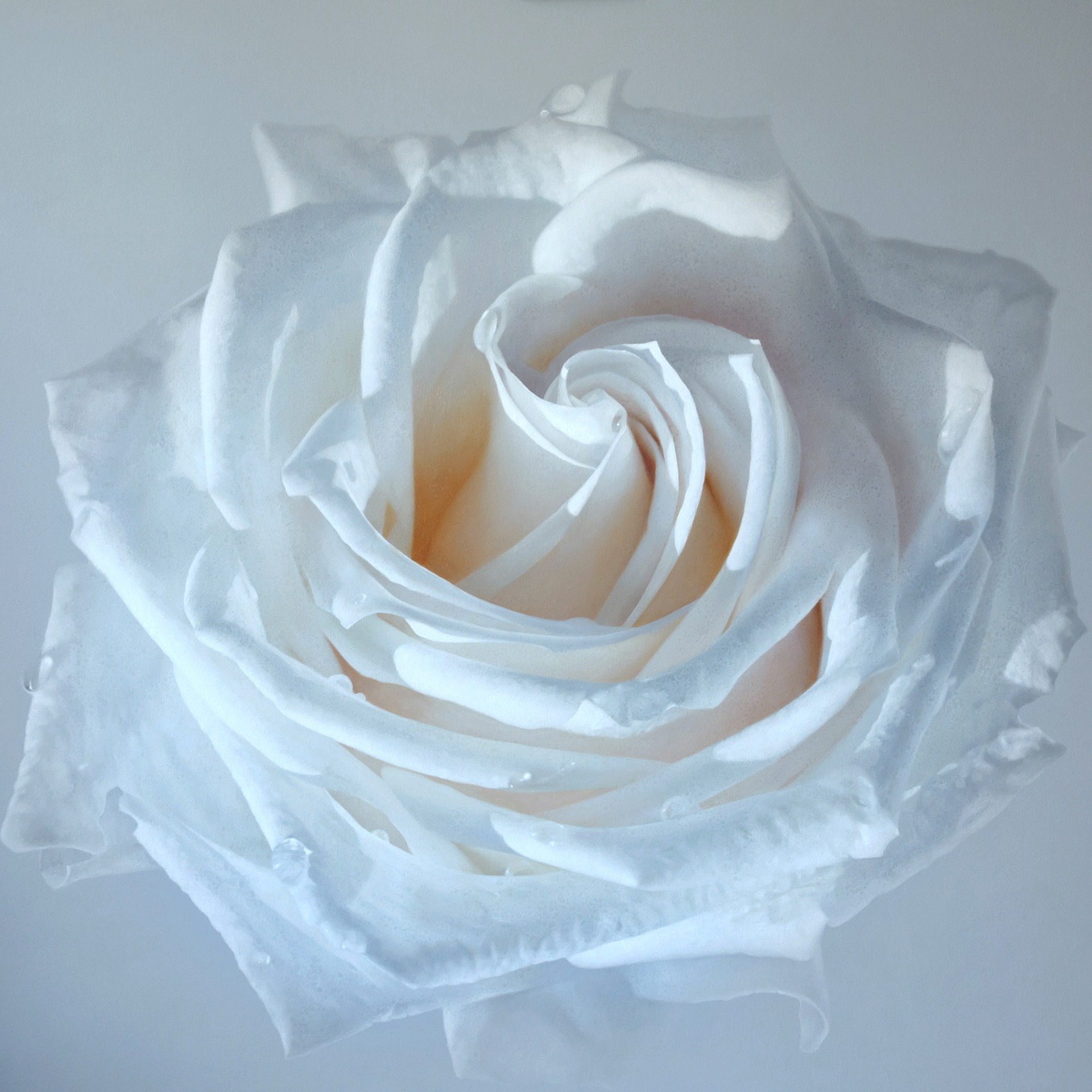 White Rose by Tatyana Klevenskiy