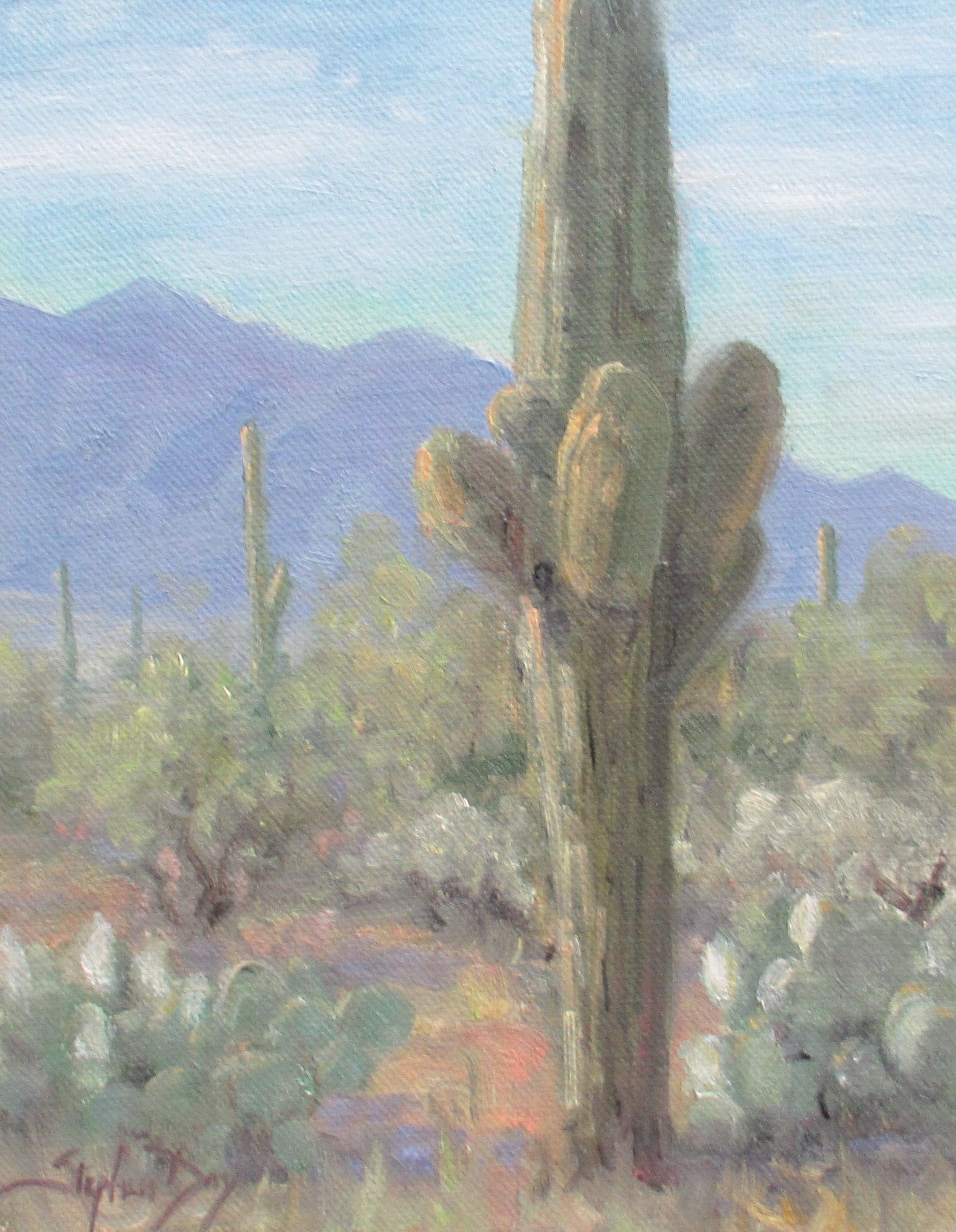 Desert Morning by Stephen Day