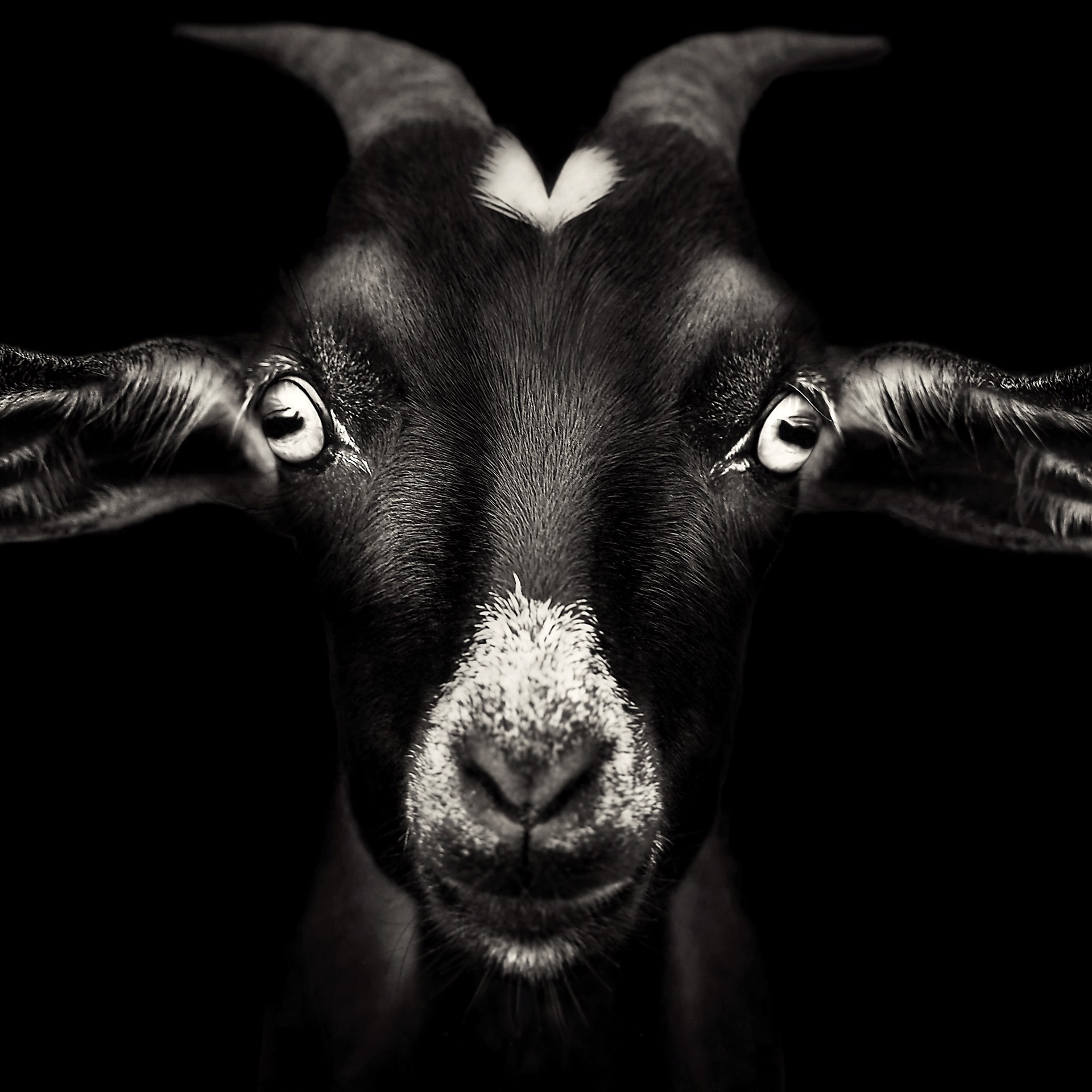 Portrait of a Billy Goat by Lauren Chambers