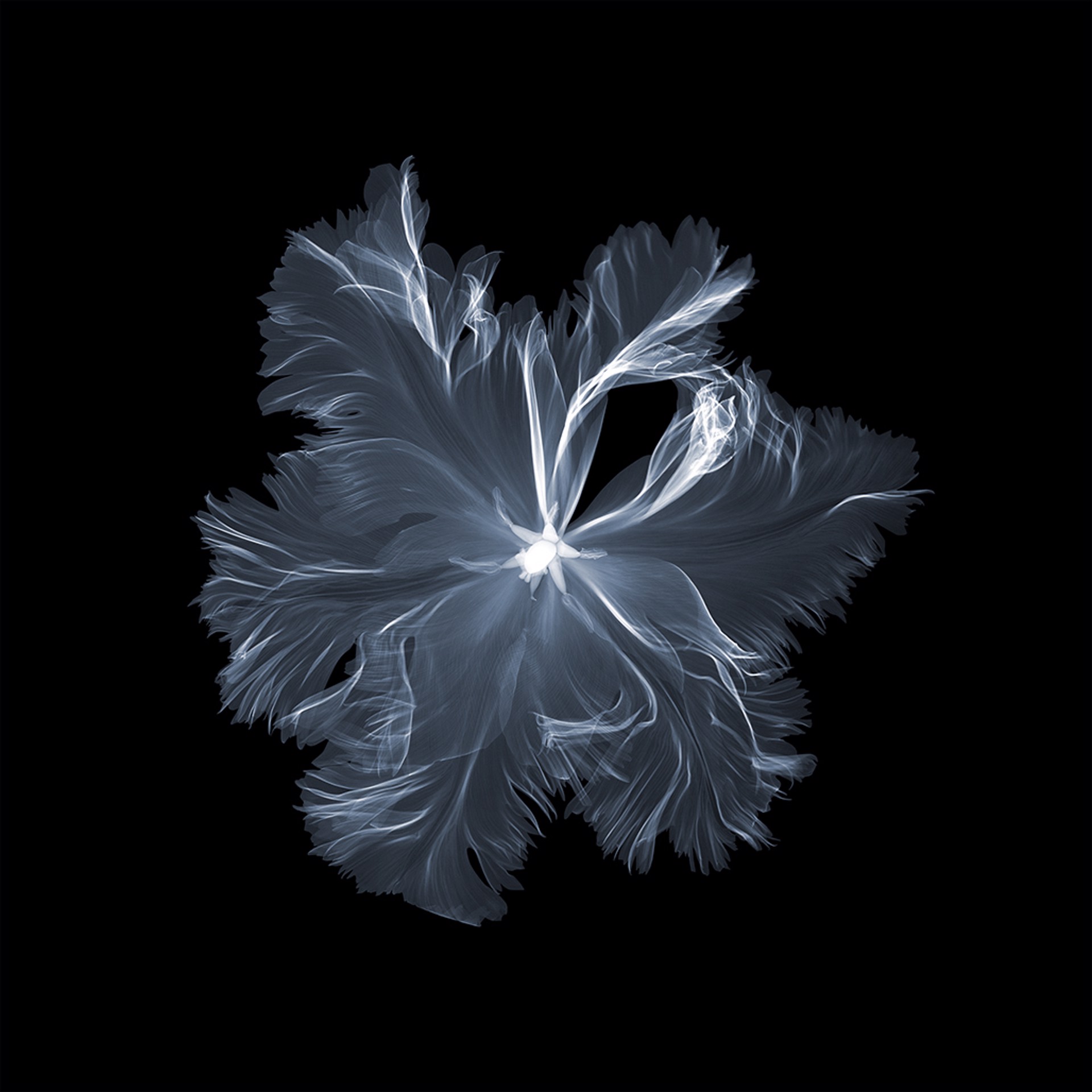 parrot tulip above by Nick Veasey