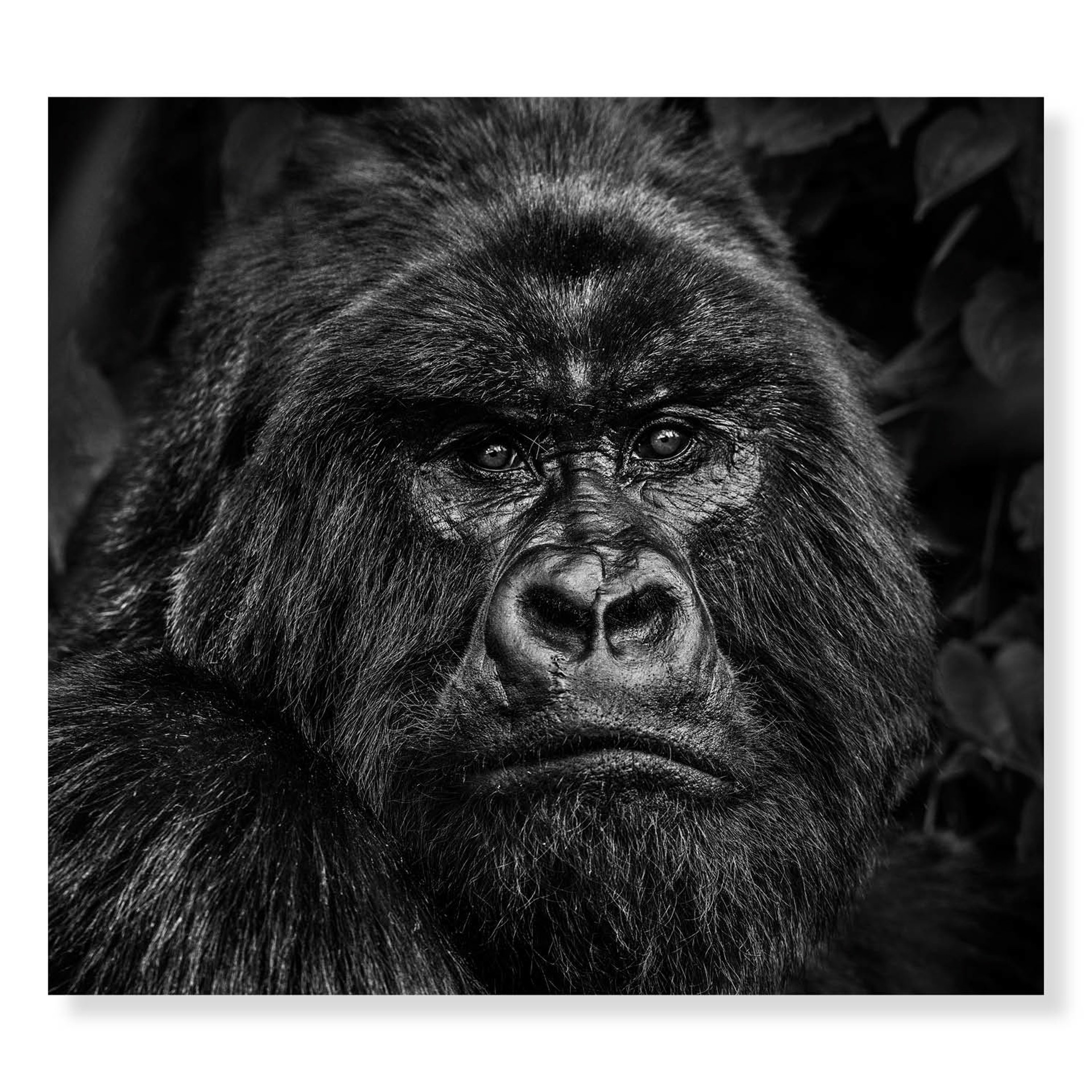 Kong by David Yarrow