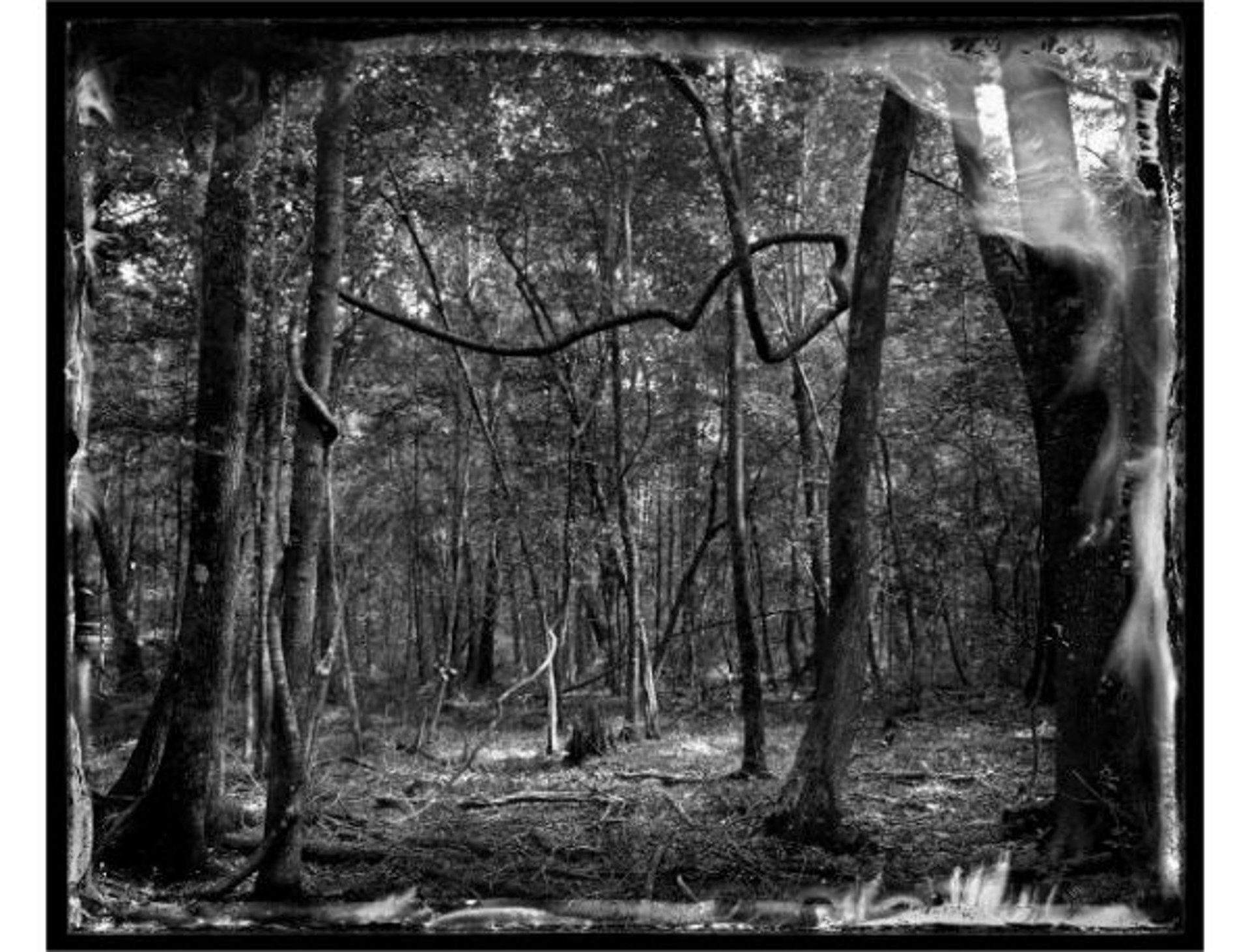 Beidler Forest by Ben Nixon