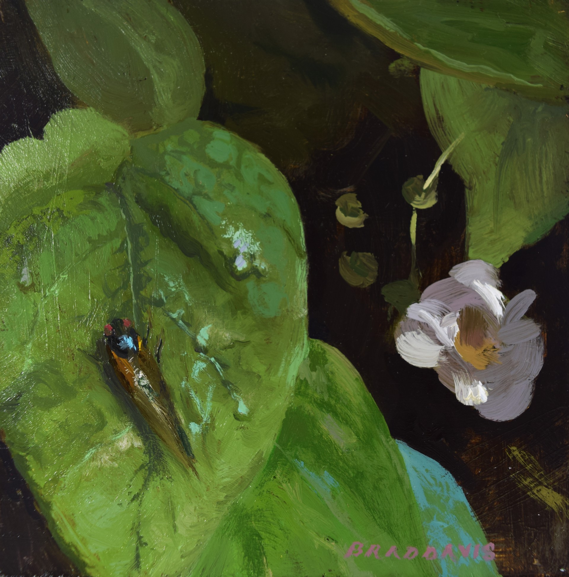 Cicada by Brad Davis