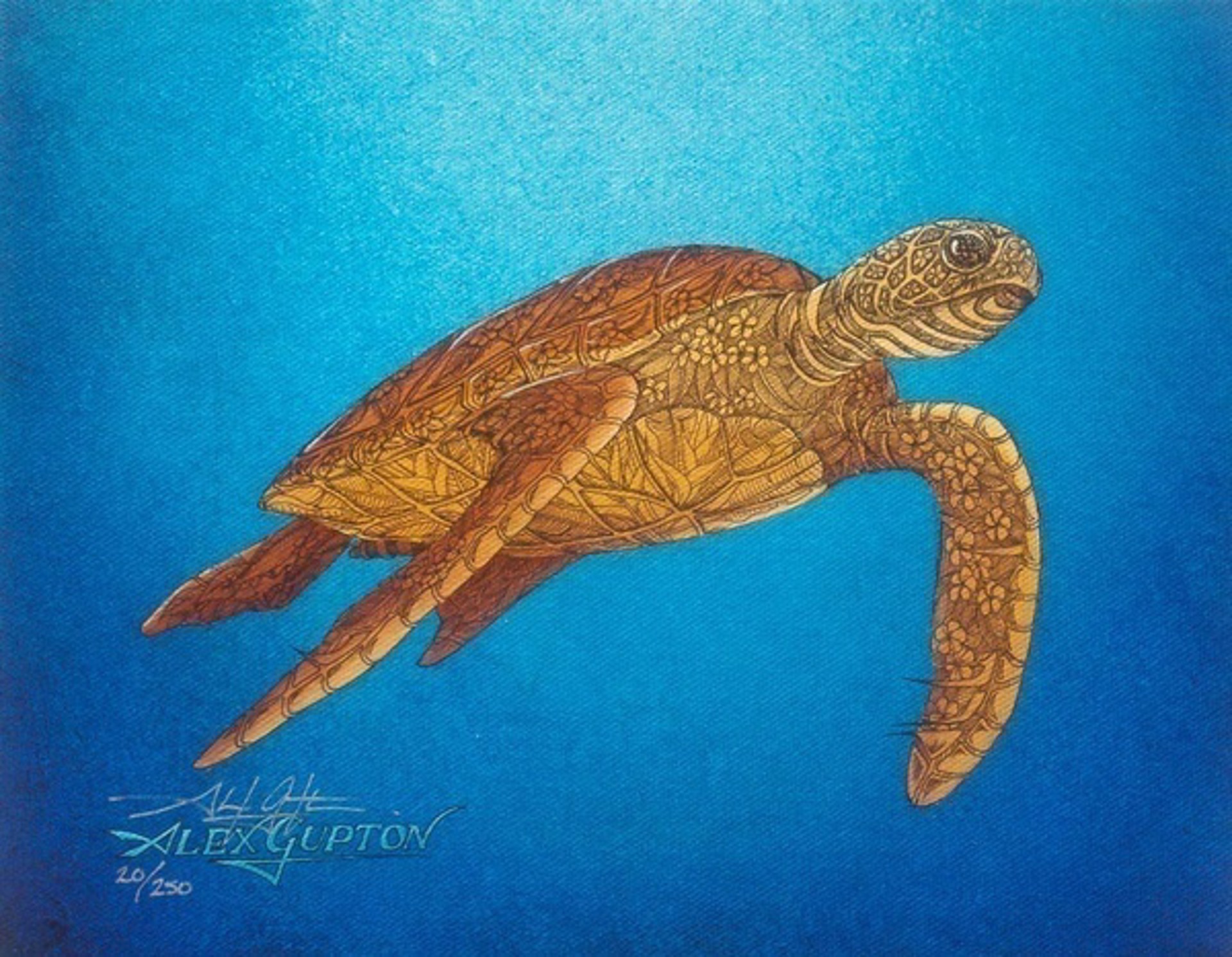 Floating Honu by Alex Gupton