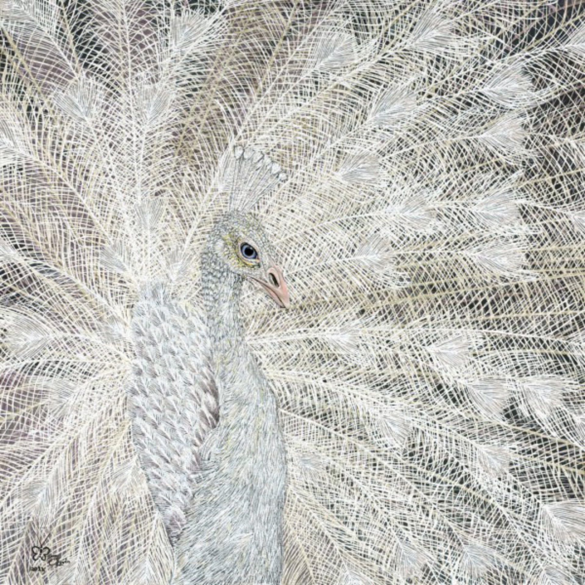 I am a White Peacock by Barry Levin