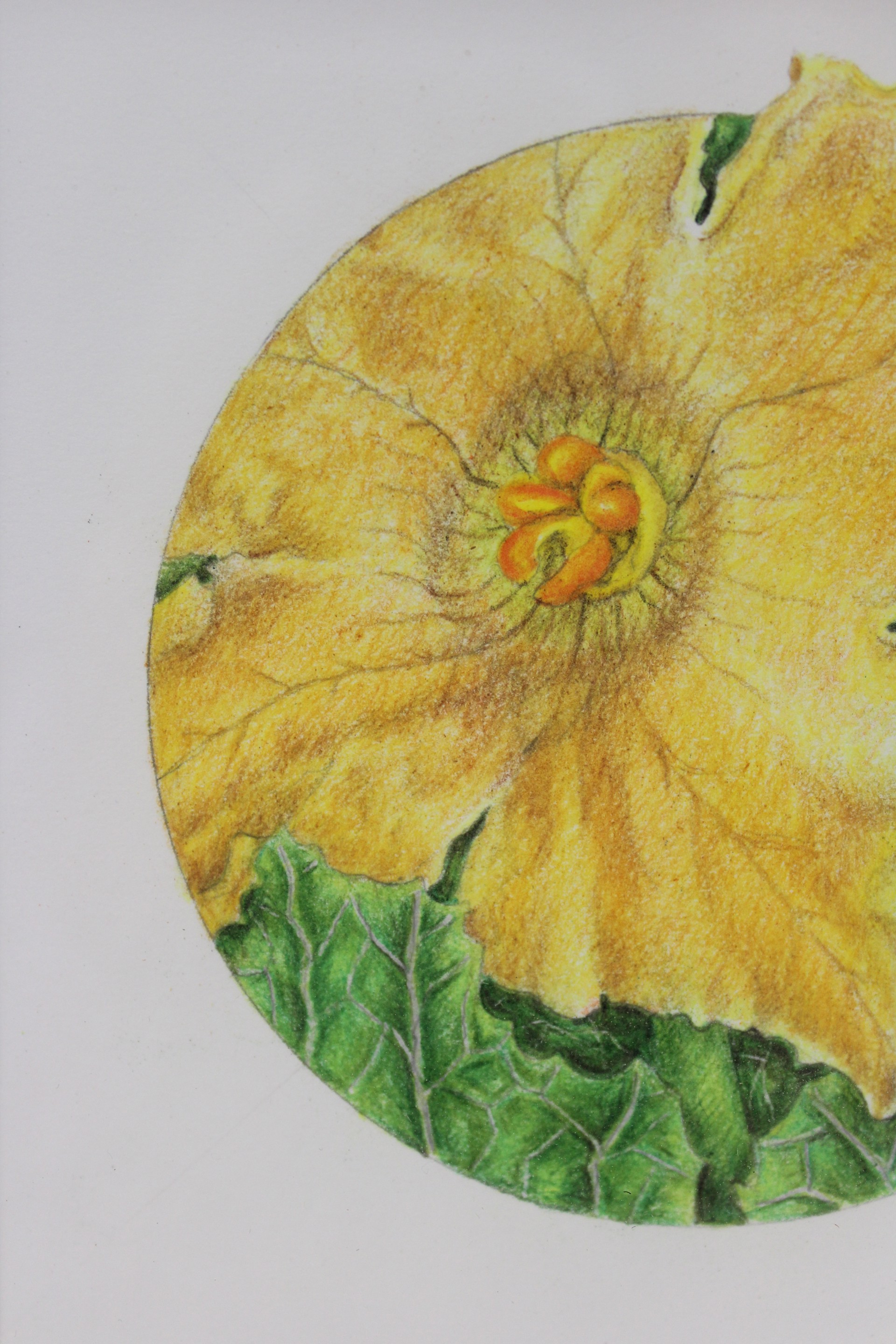 Squash Flower by Mary Lee Eggart
