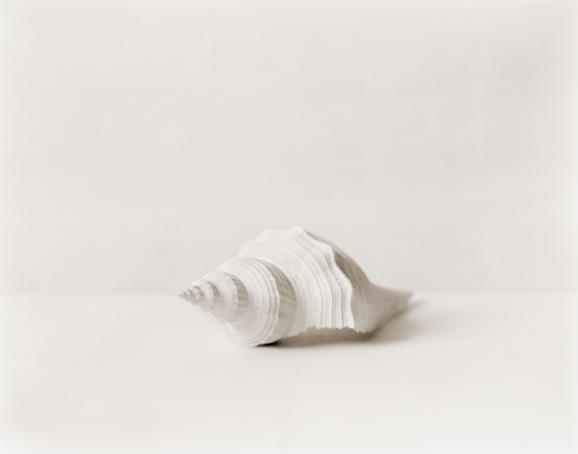Shell by David Halliday