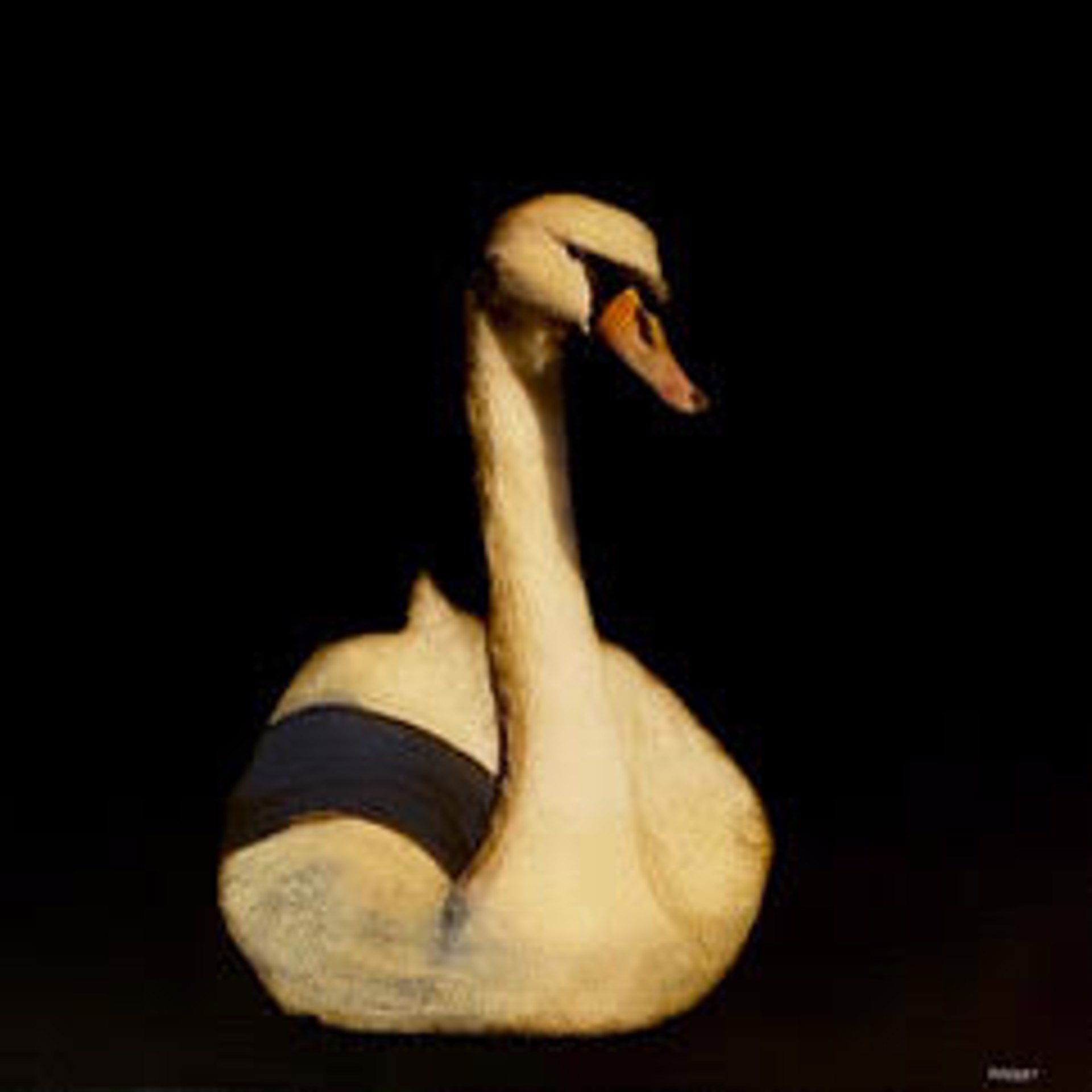 Swan Song II by Dawne Raulet