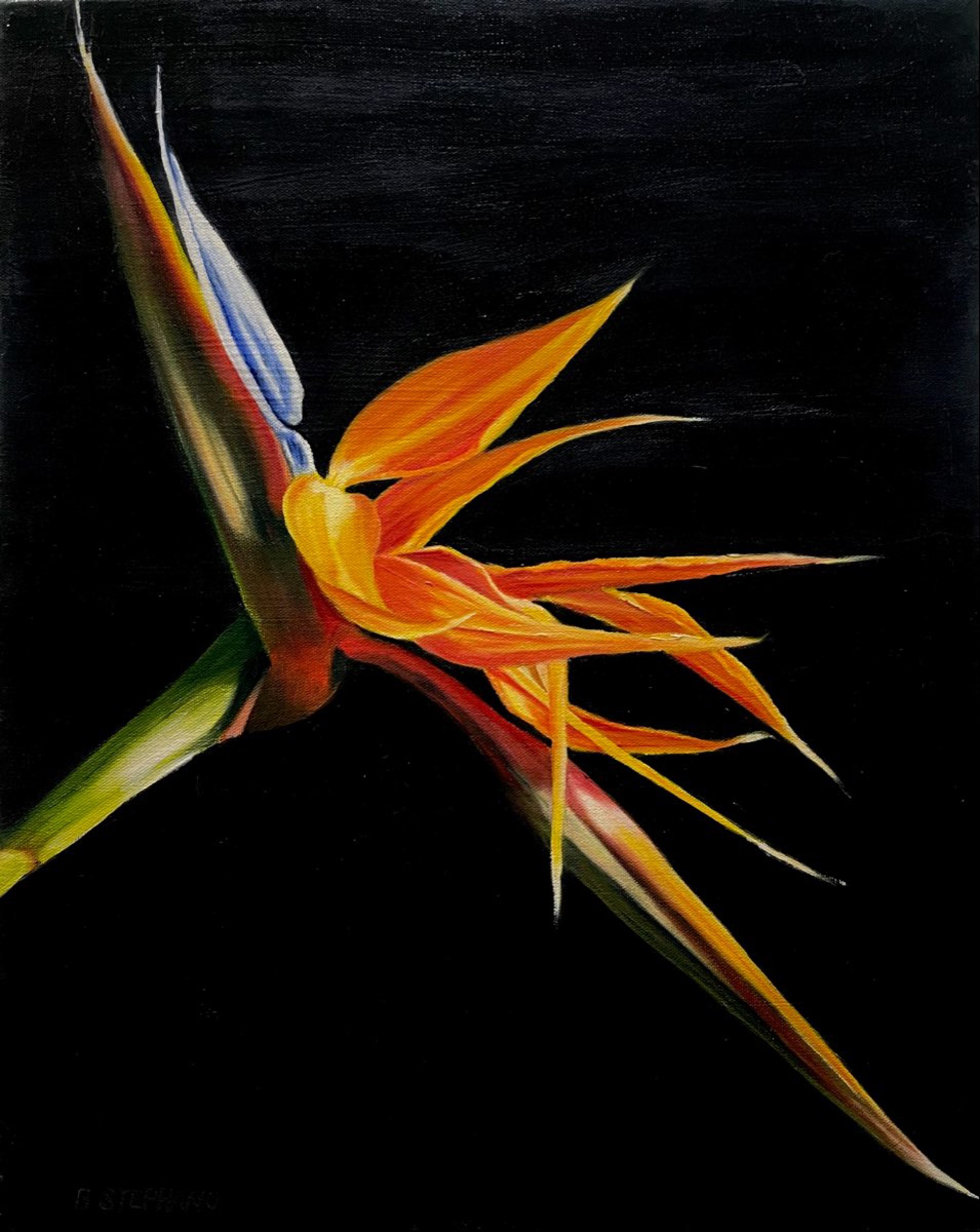 Blooming Bird of Paradise by Beth Stephano