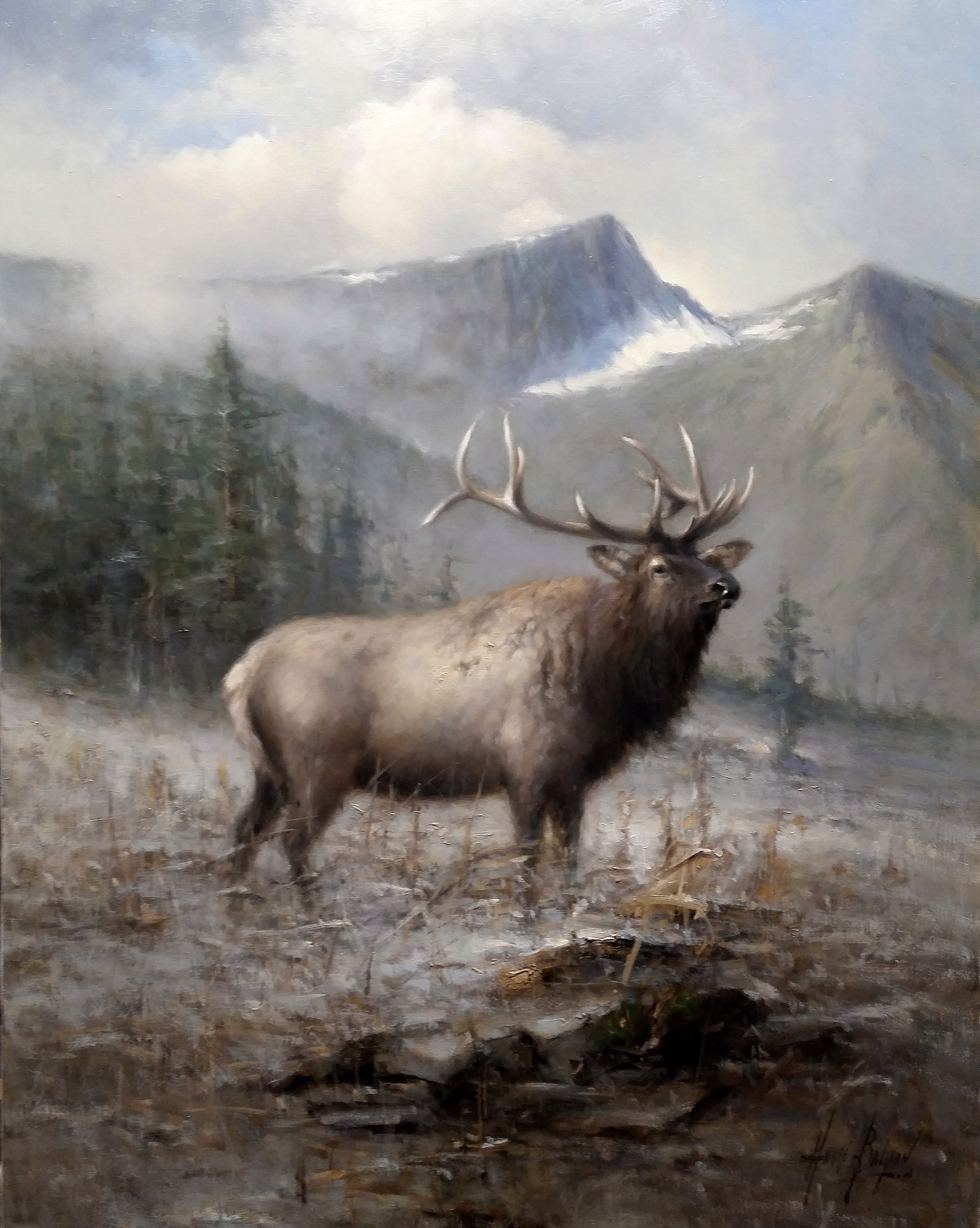 Roosevelt Elk by Andre Balyon