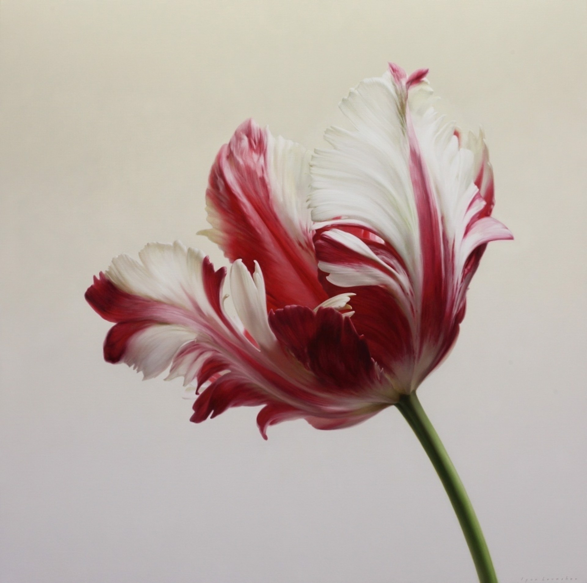 Red and White Parrot Tulip I by Igor Levashov