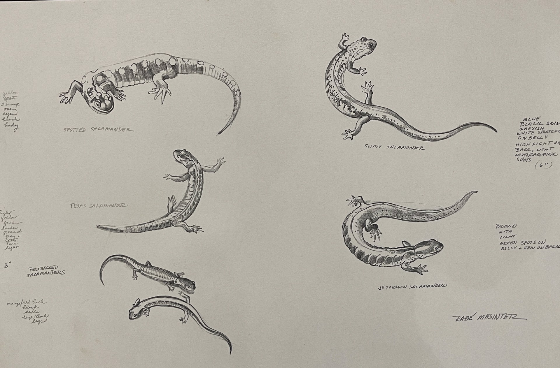Salamanders by Shirley Rabe' Masinter