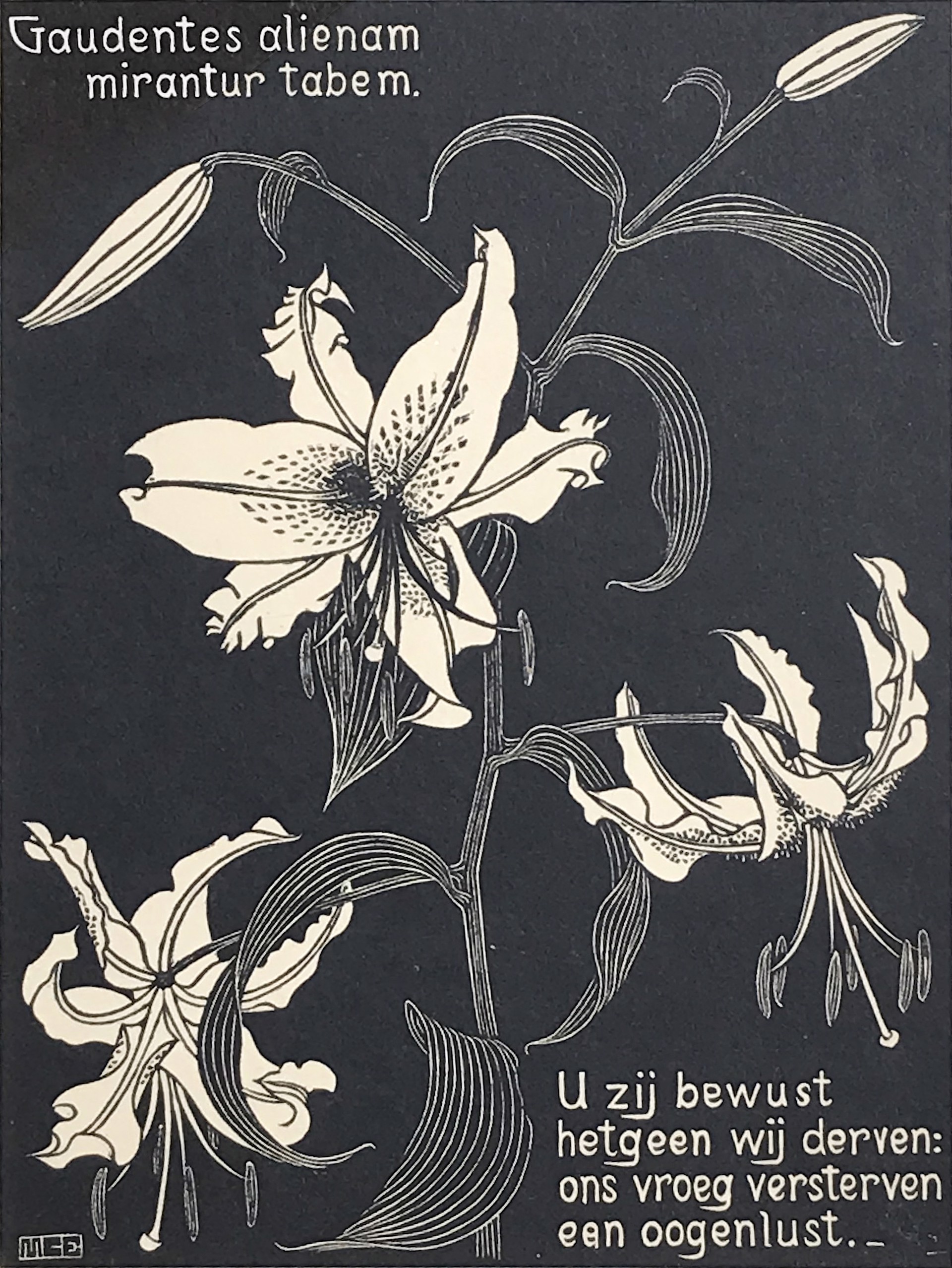 Flowers, Lilies by M.C. Escher