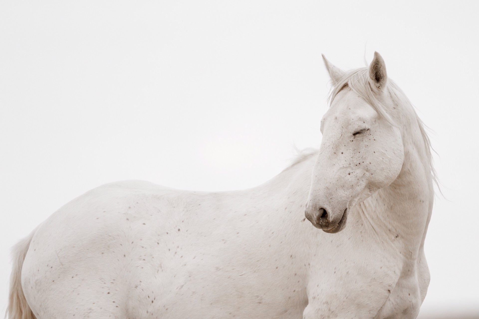 Photograph Featuring A White Wild Horse Facing Camera With Eyes Closed