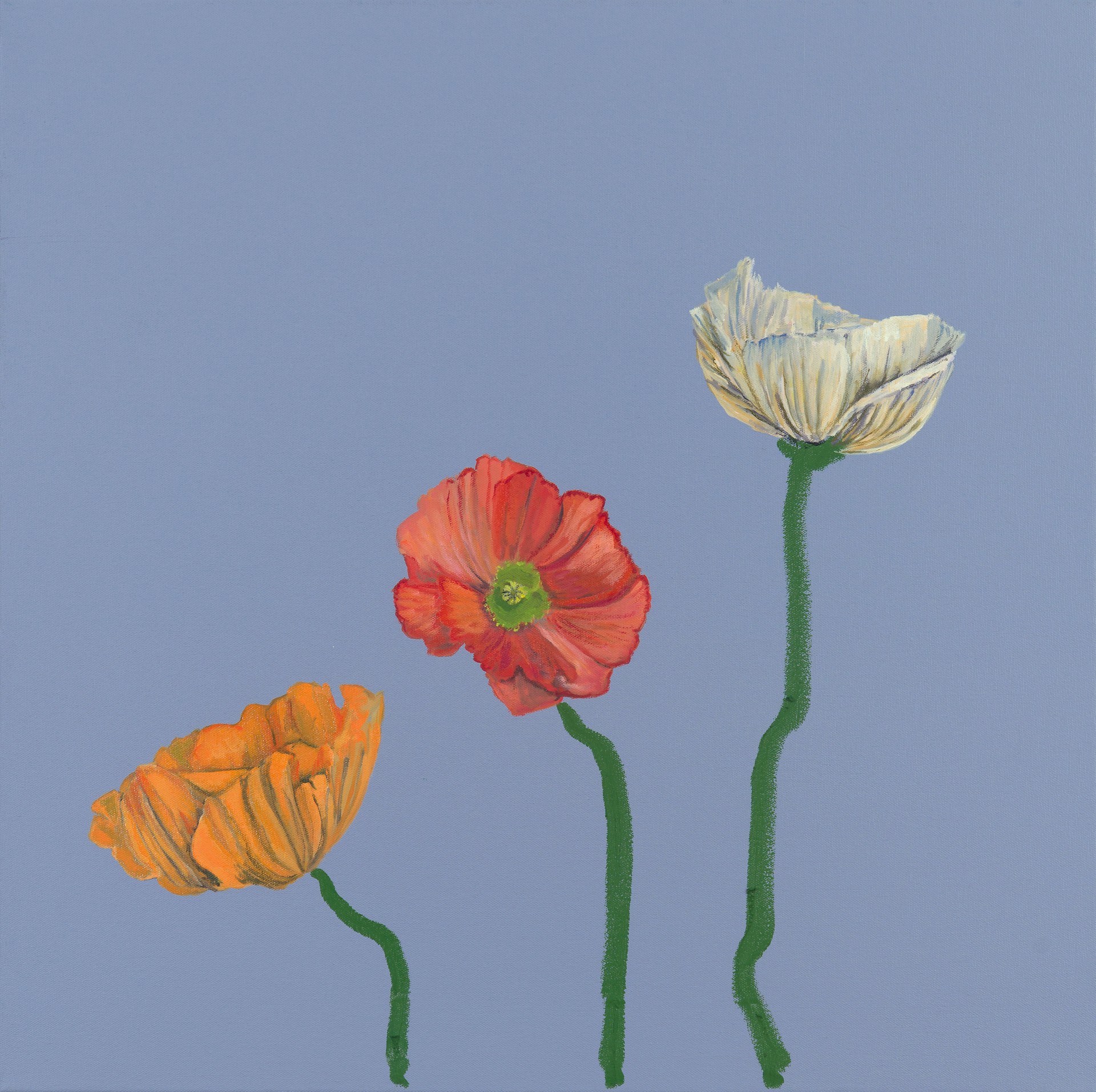 BODEGA BLOOMS (POPPIES) by ADAM UMBACH
