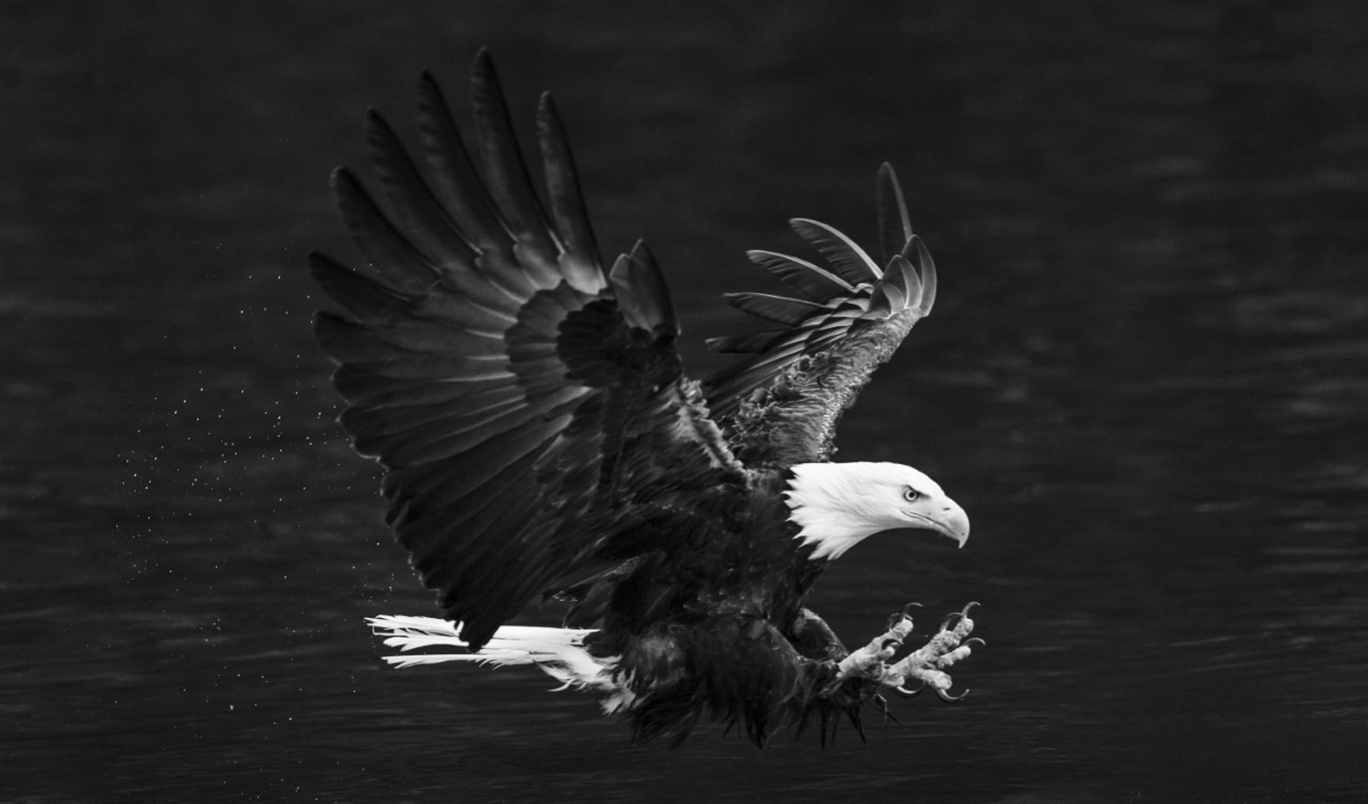 Eagle by David Yarrow