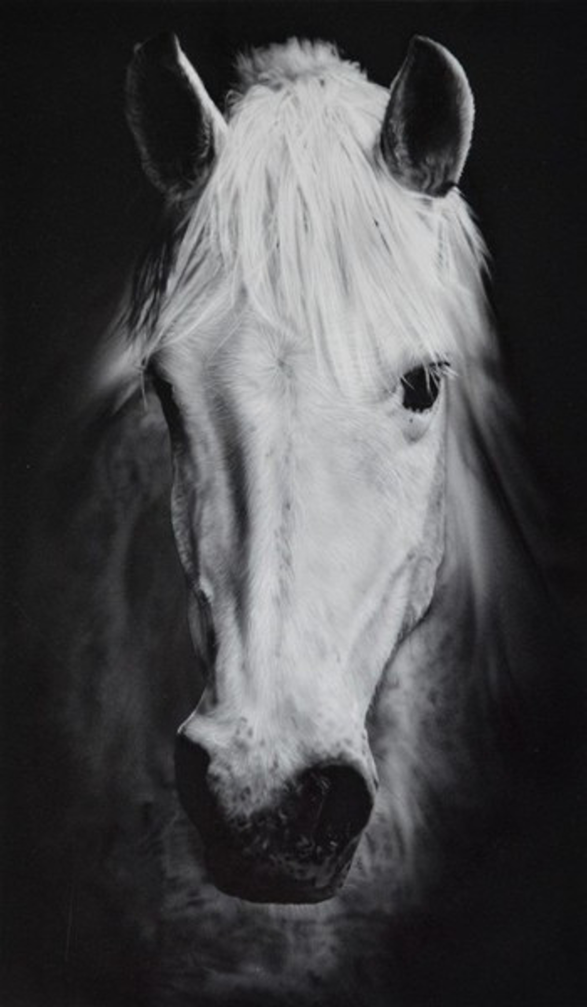 White Horse by Silvia Belviso
