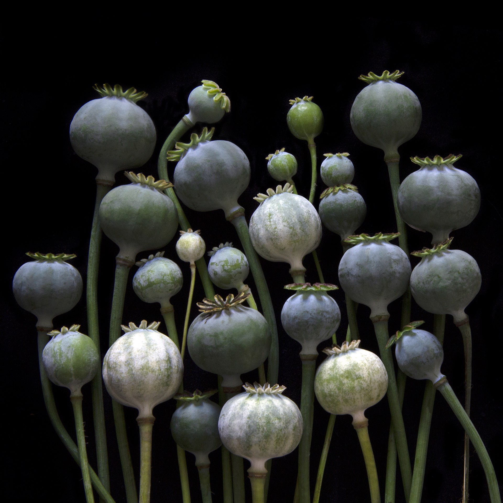 Poppy Pods, 7603 by Molly Wood