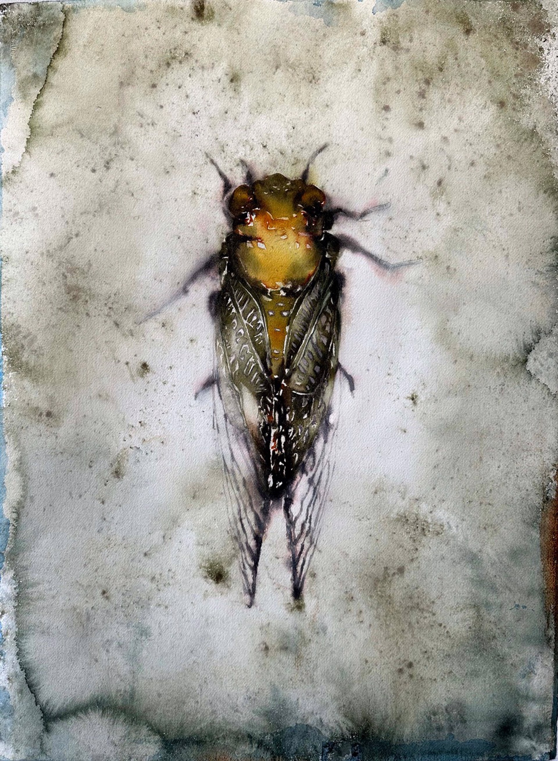 Cicada by Carol Carter