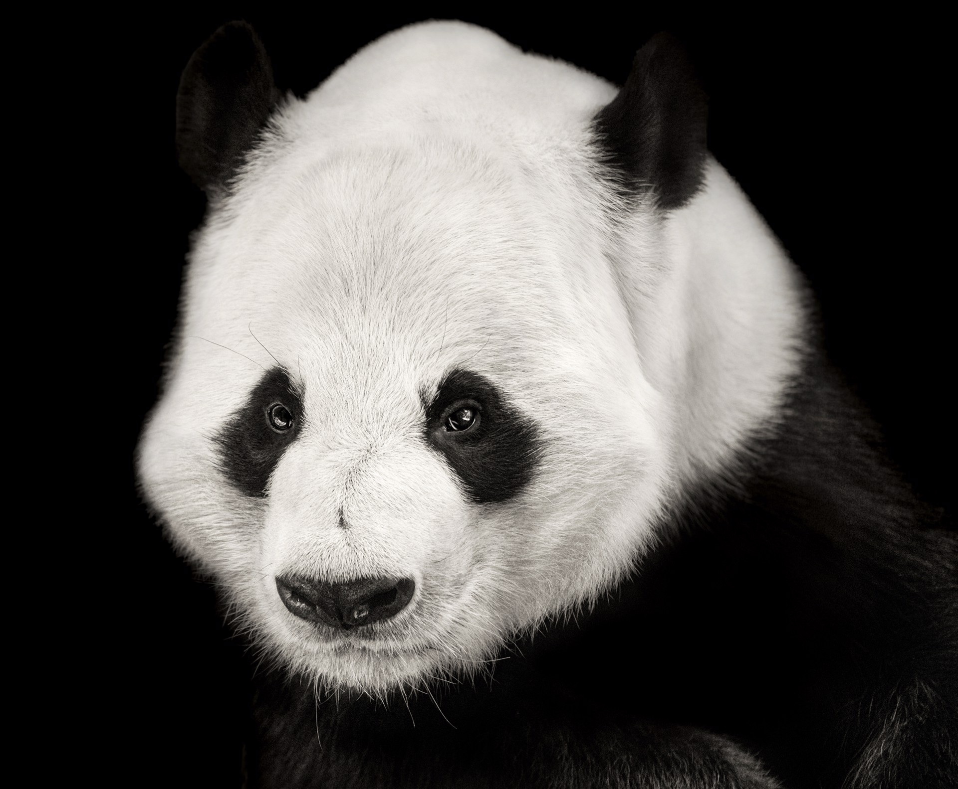 Portrait of a Panda by Lauren Chambers