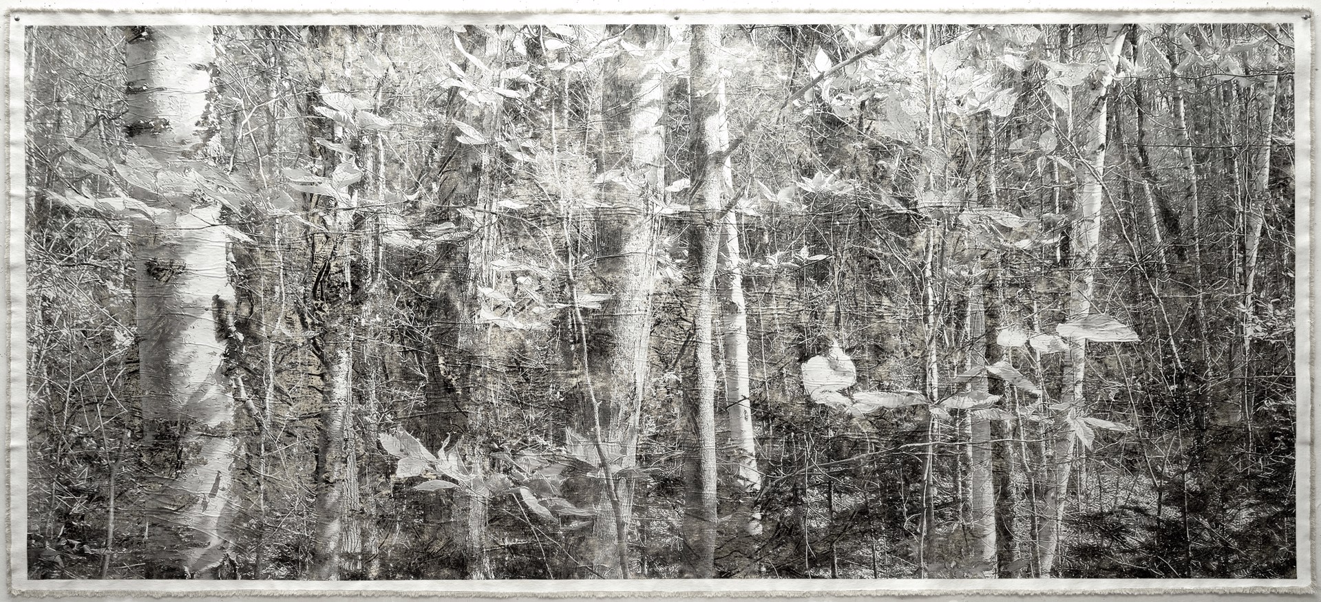 Birch Forest, Mt. Hale by Bill Claps