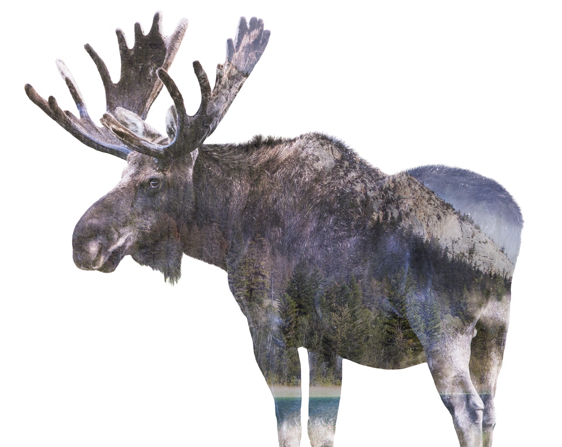 Fauna Moose by Desirée Patterson