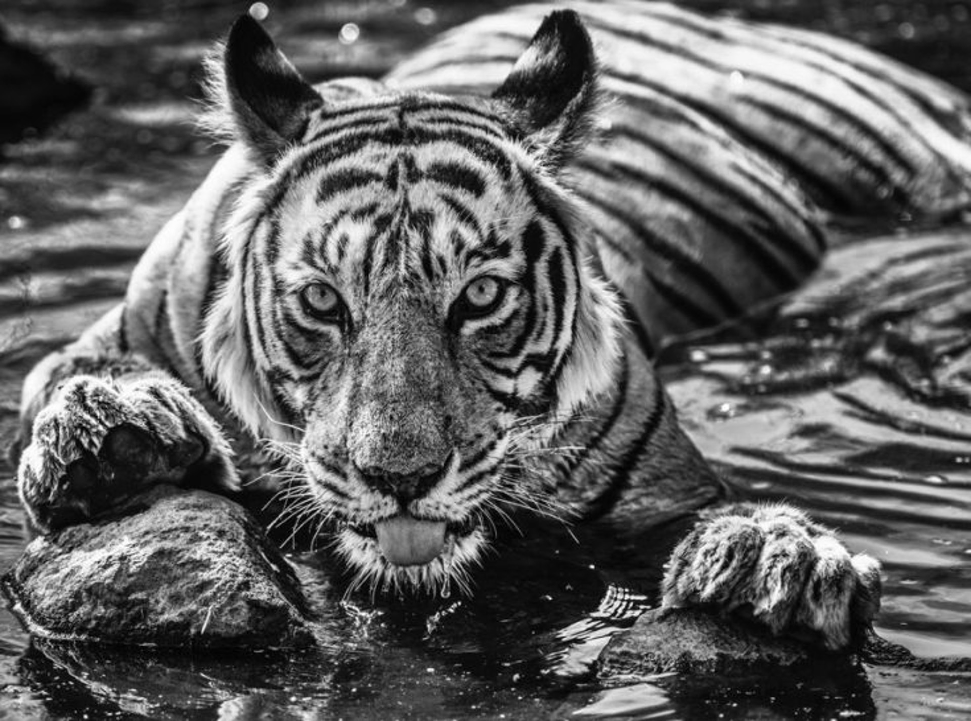 The Queen of Ranthamb Ore by David Yarrow