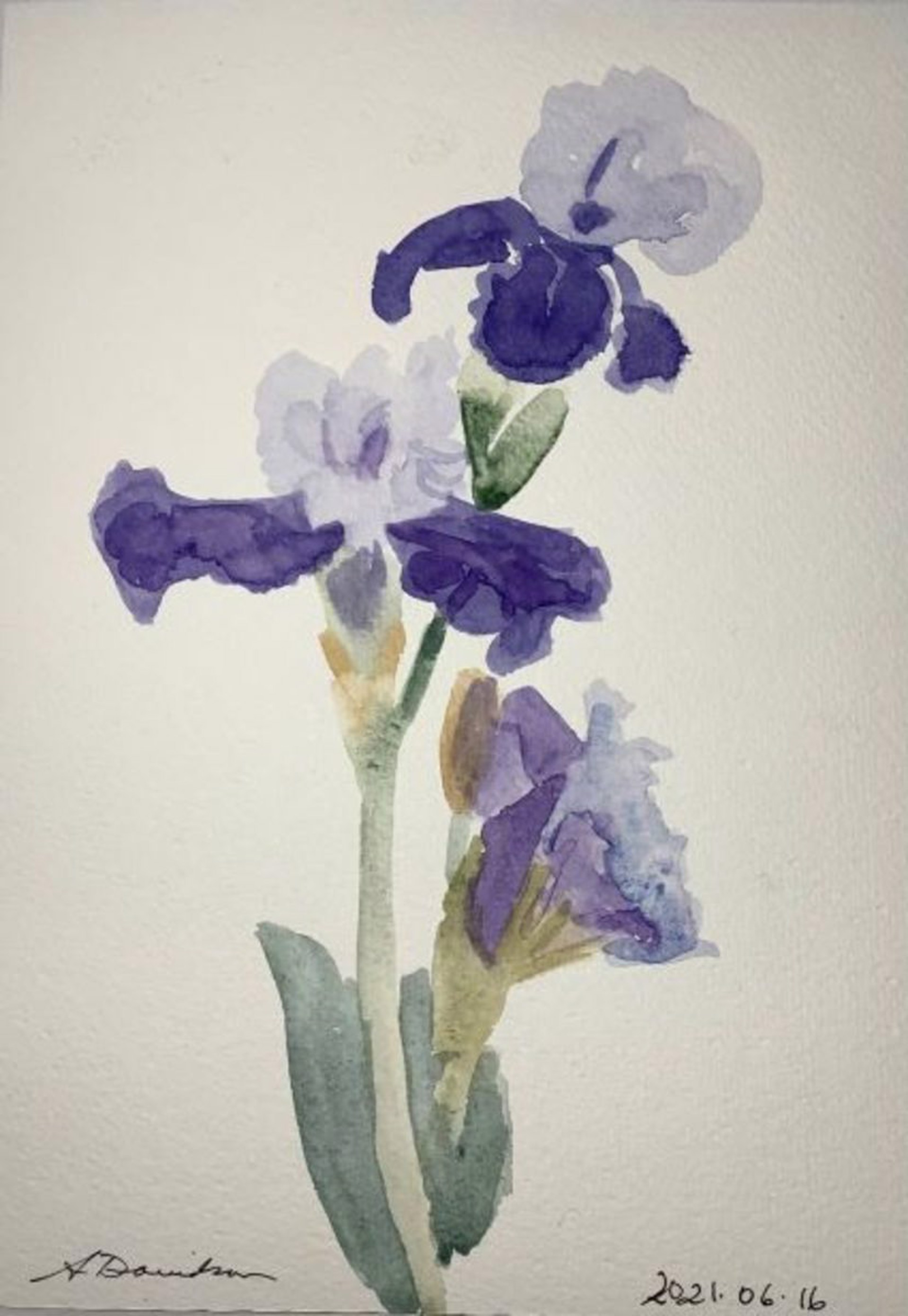 Iris by Ann Davidson