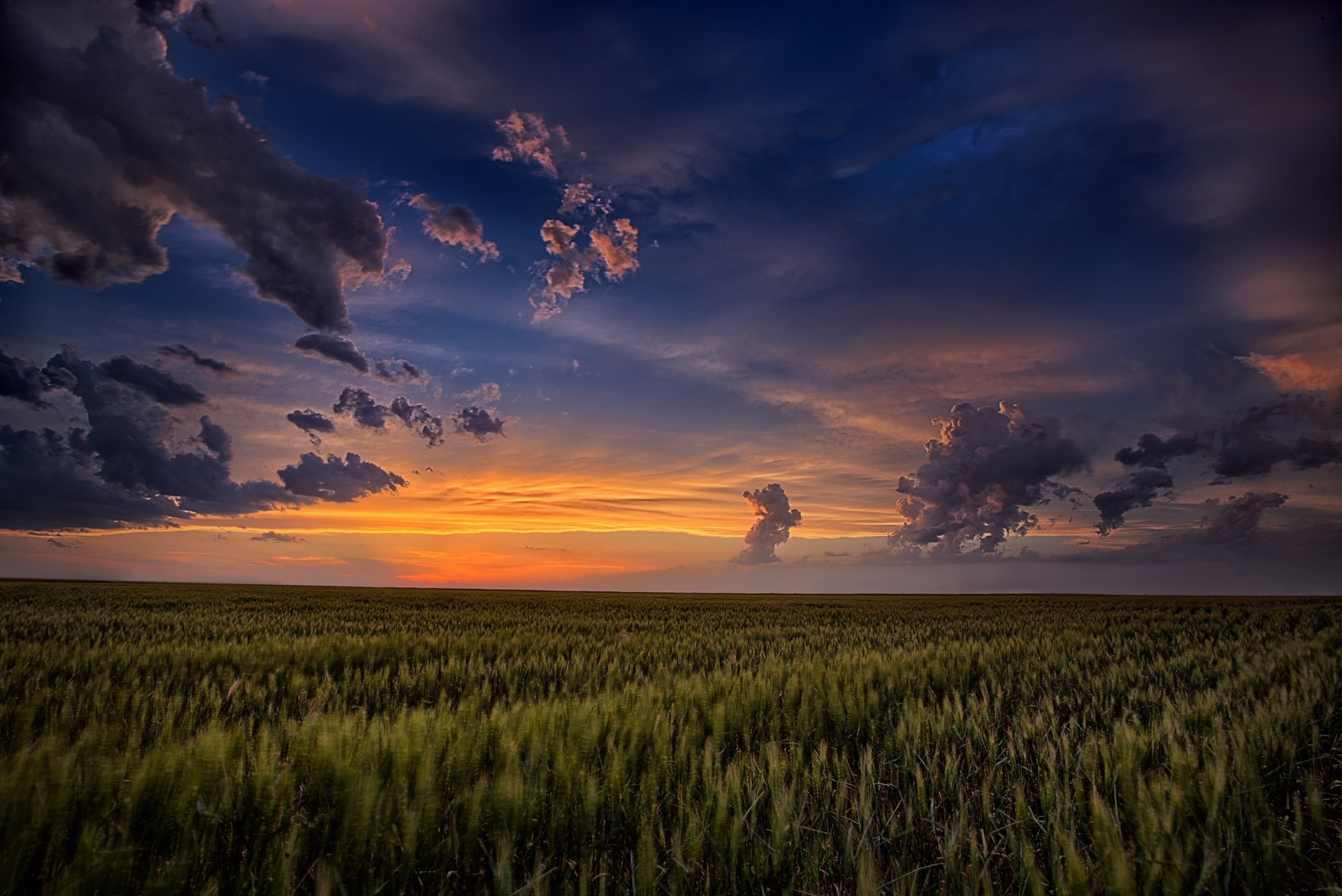 Sun Wheat by Thomas Zimmerman