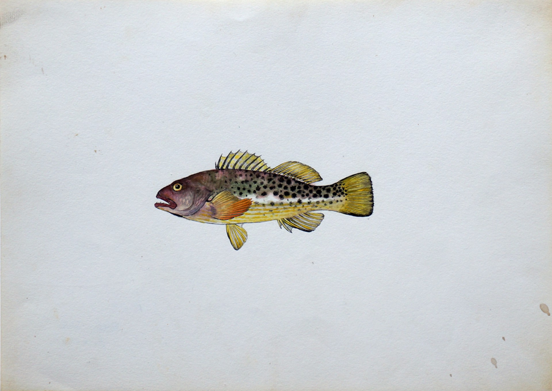 Unidentified Tahitian Species by Toshio Asaeda
