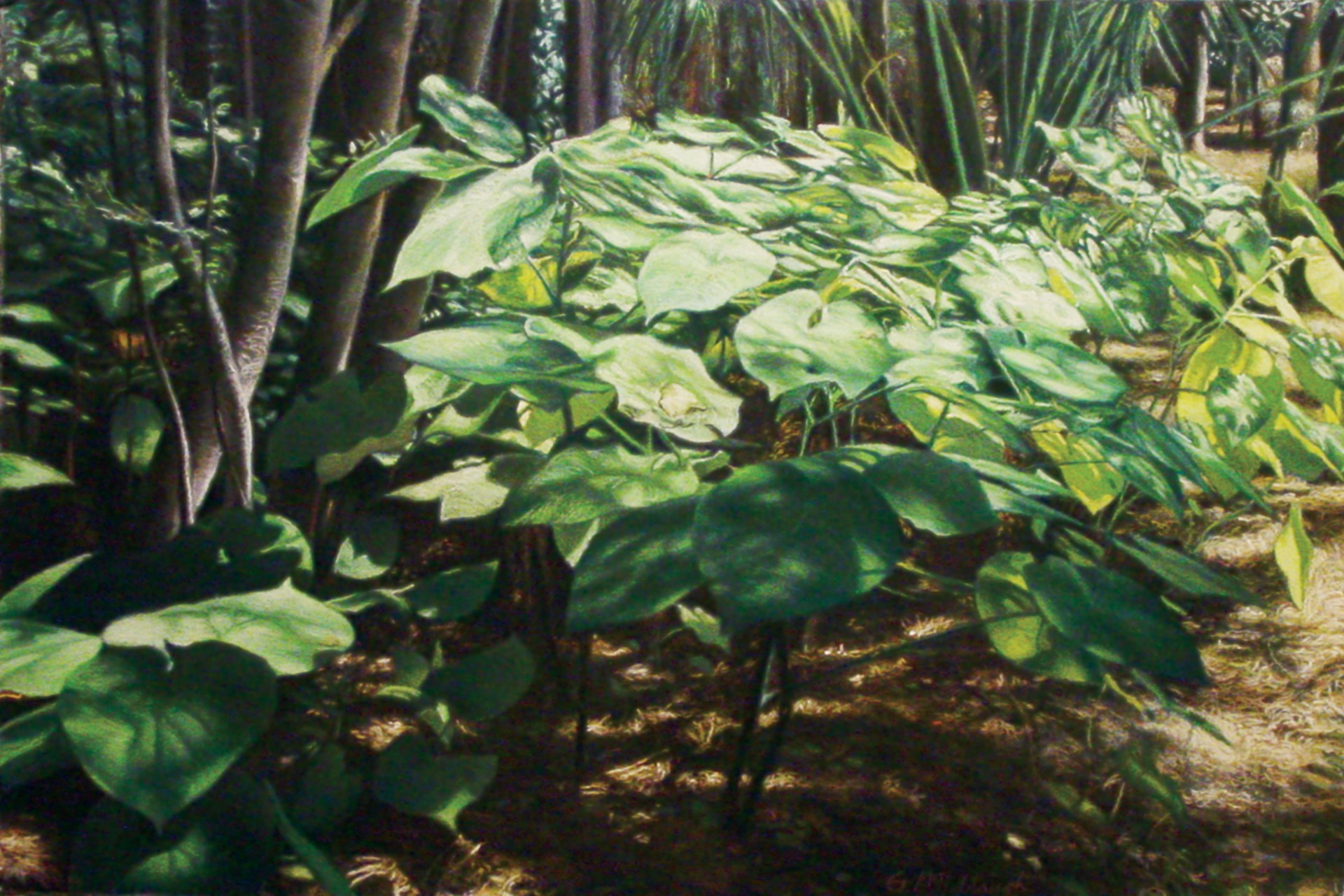 Philodendrons at the Arboretum by Garrett Middaugh