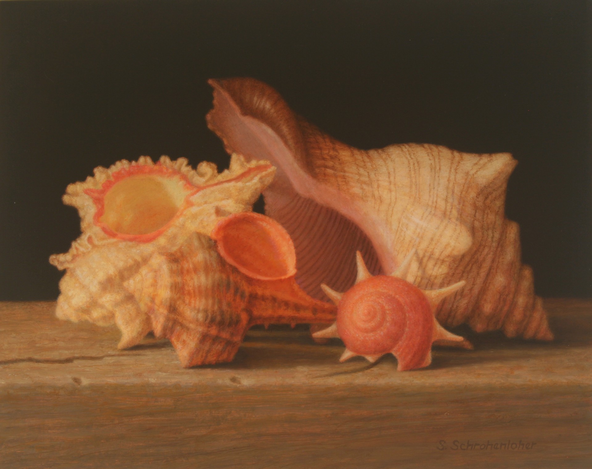 Four Small Shells by Sally Schrohenloher