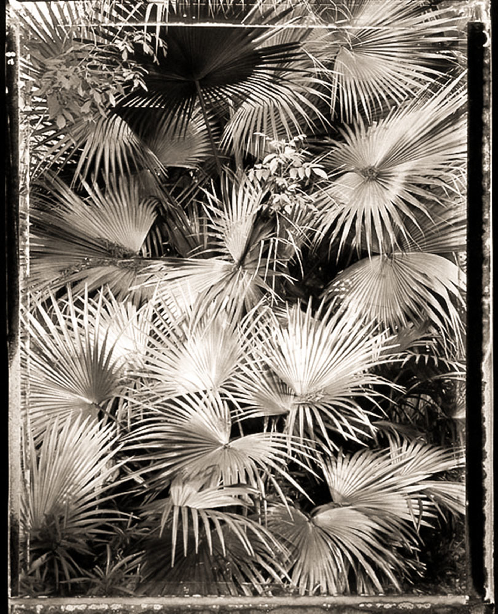 Vertical Palm Fronds (2/21) by Frank Hunter