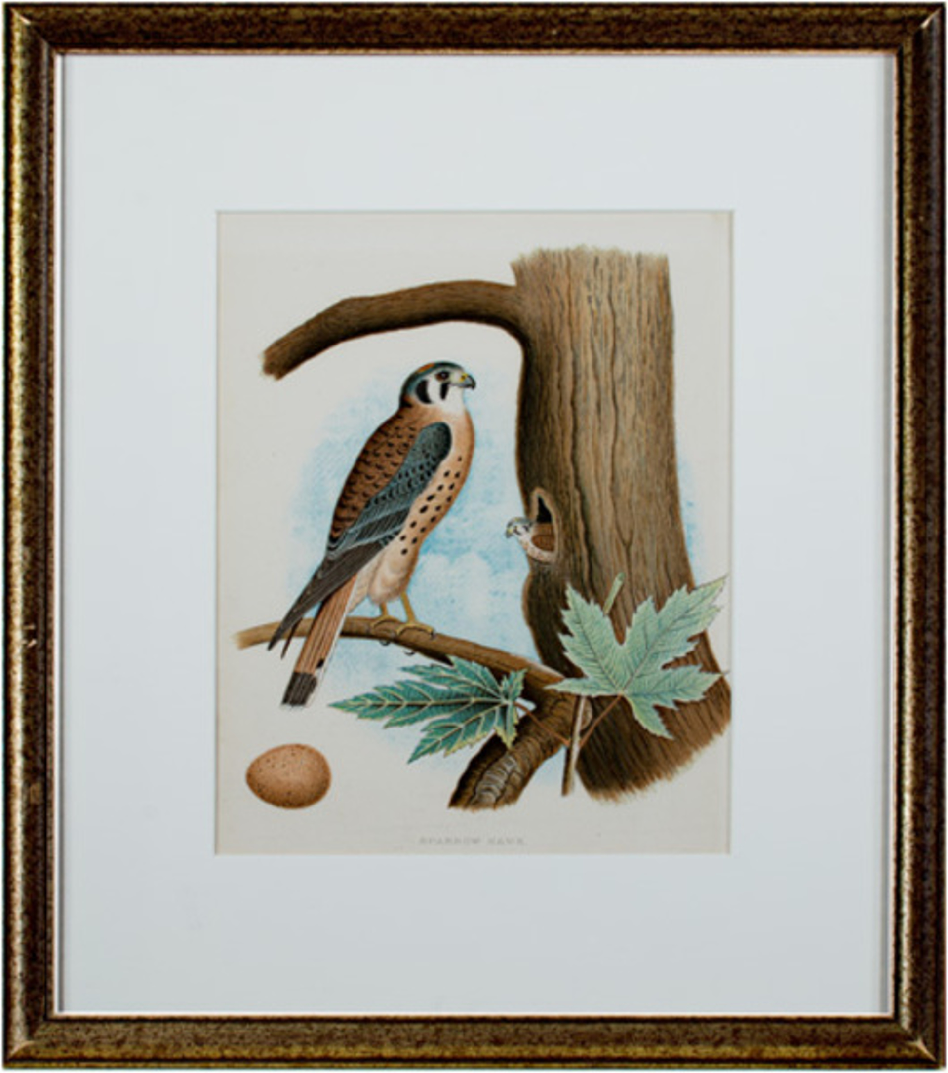 Sparrow Hawk (American artist) by Unknown