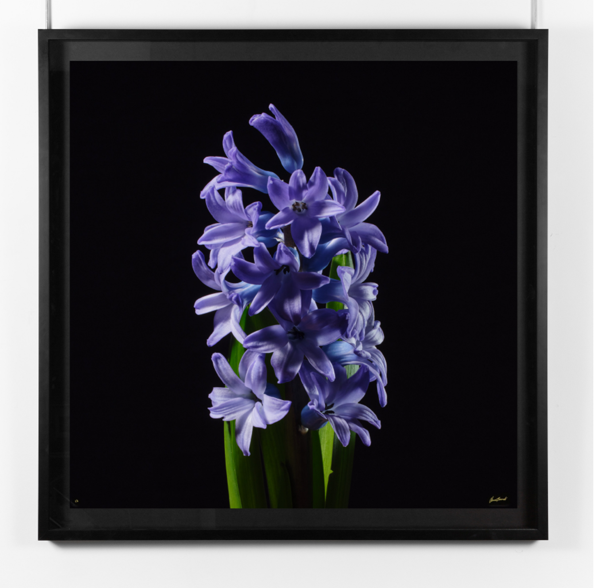 Hyacinth by Oliver Bernardi - FLORA | META