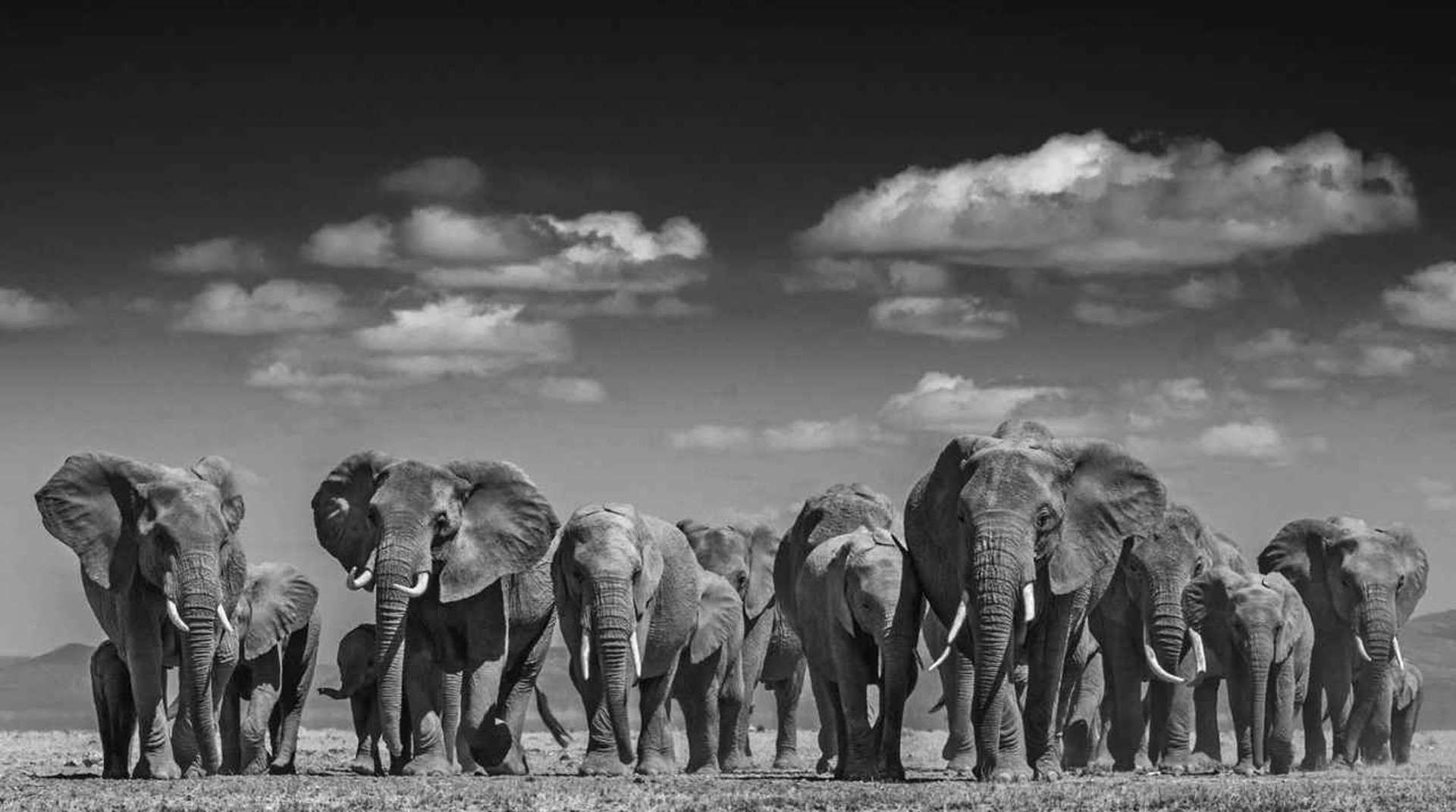 Elephant Uprising by David Yarrow