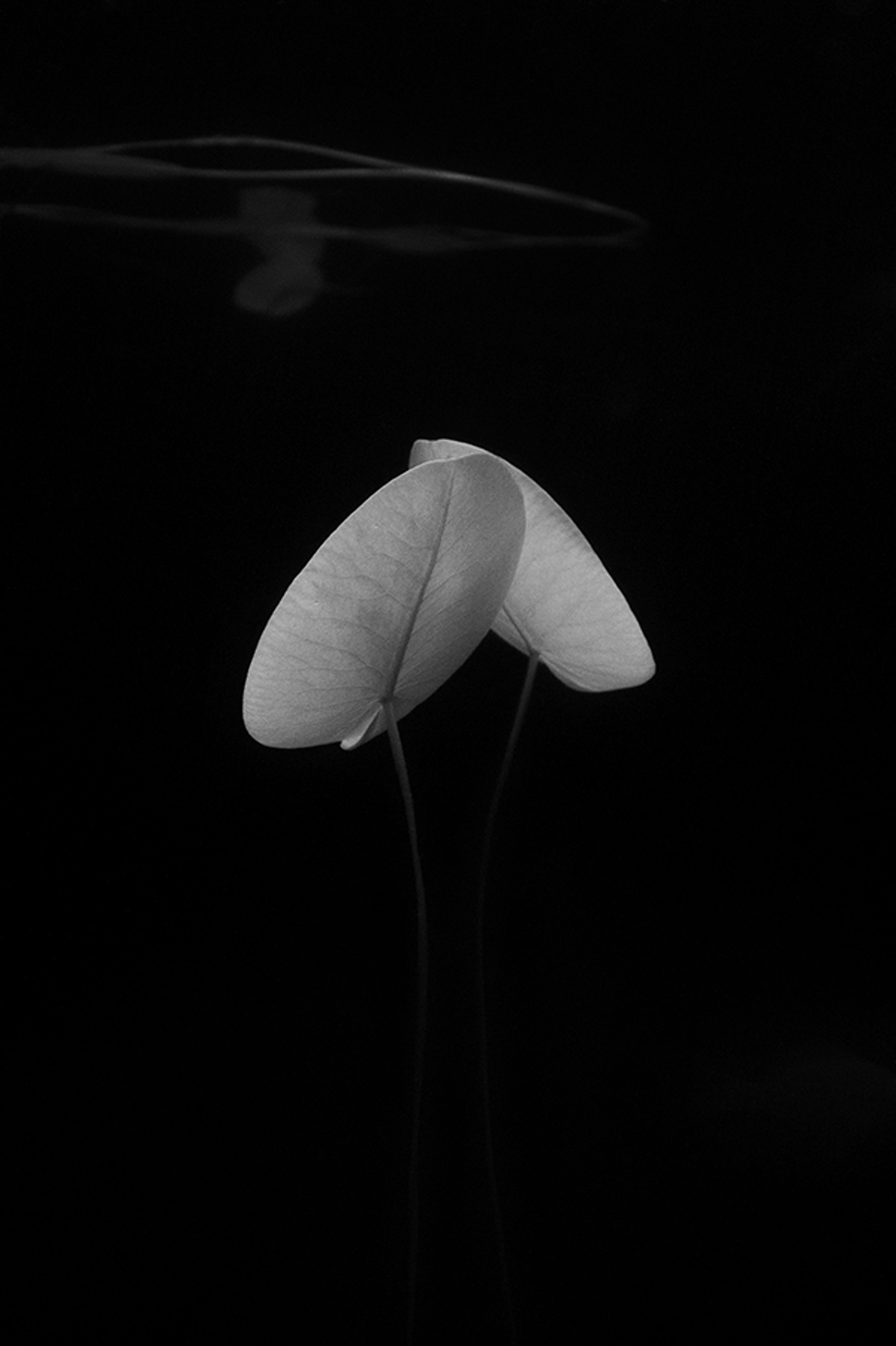 NYMPHAEA INFRARED NO. 6 by WILLIAM SCULLY