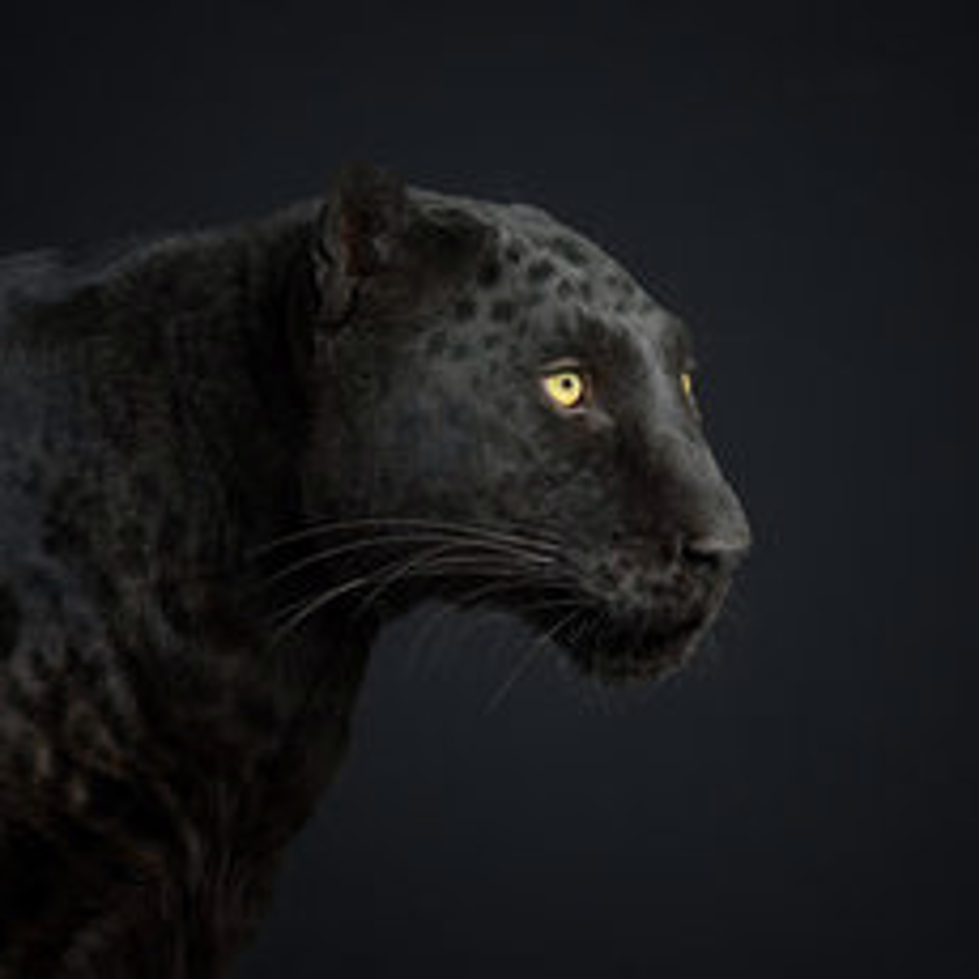 Black Leopard No. 1 by Randal Ford