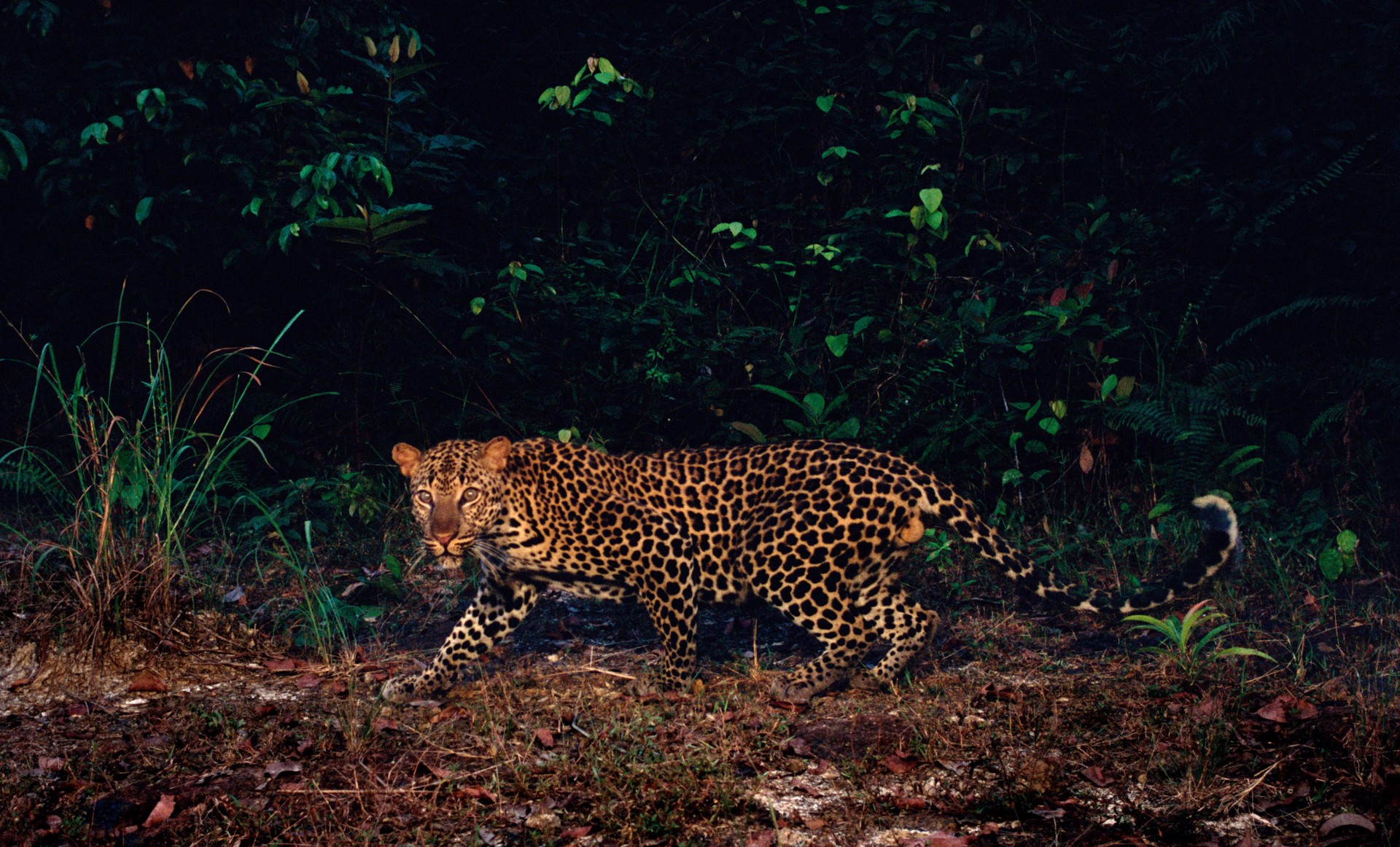 Leopard, Gabon by Carlton Ward Photography