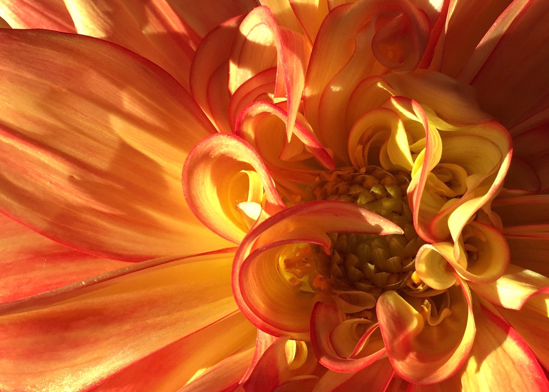 Swirly Orange Dahlia (Dahlia Hortensis) by Amy Kaslow