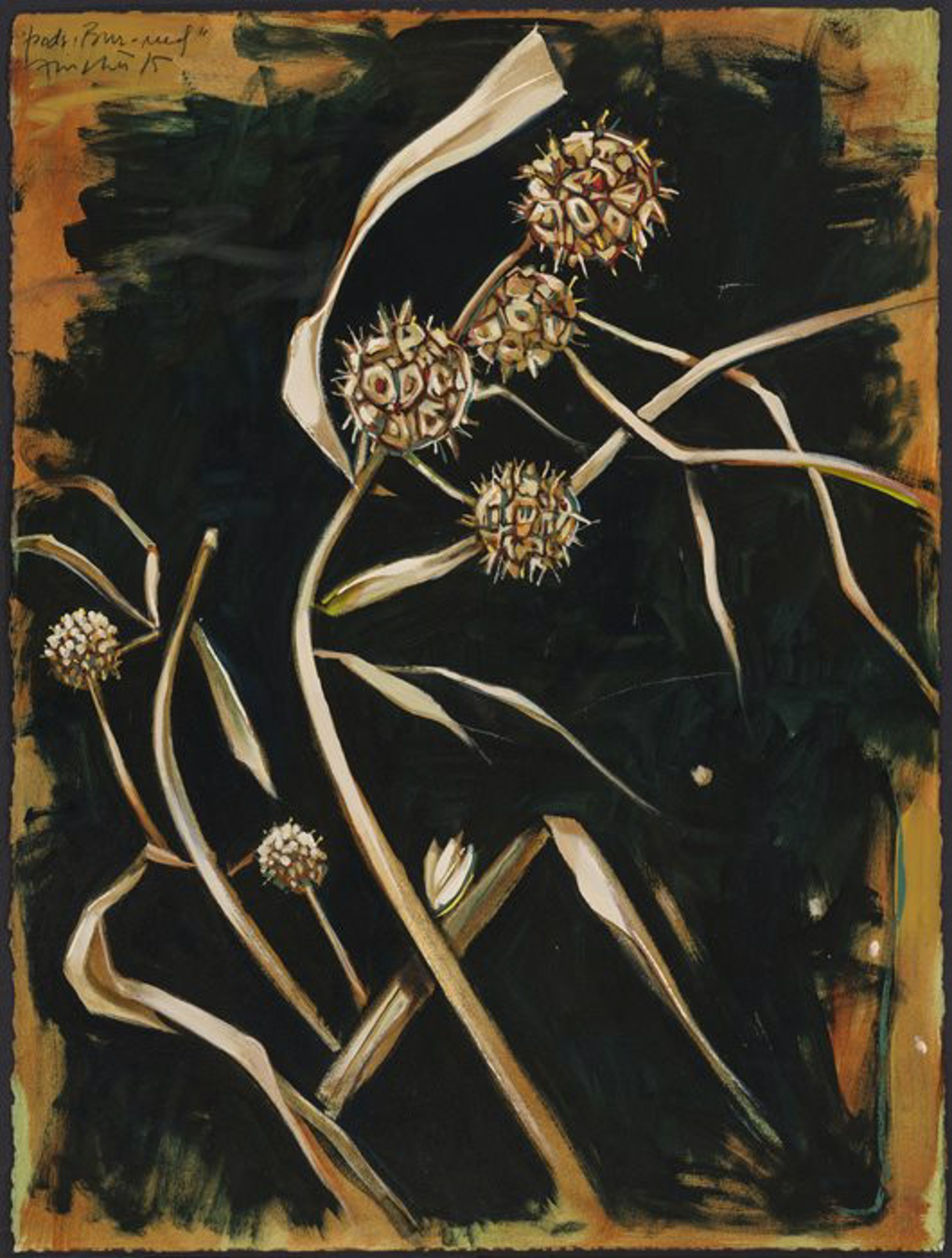 Pods: Burr Reed by John Fincher