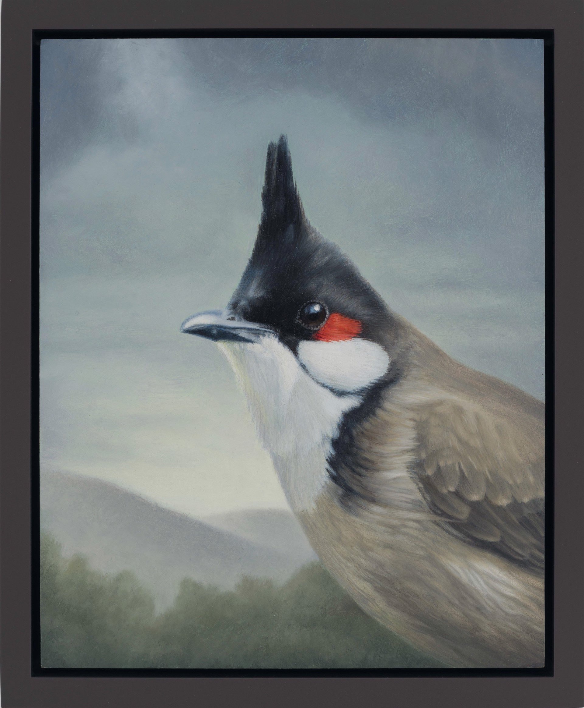 Red-whiskered Bulbul by Susan McDonnell