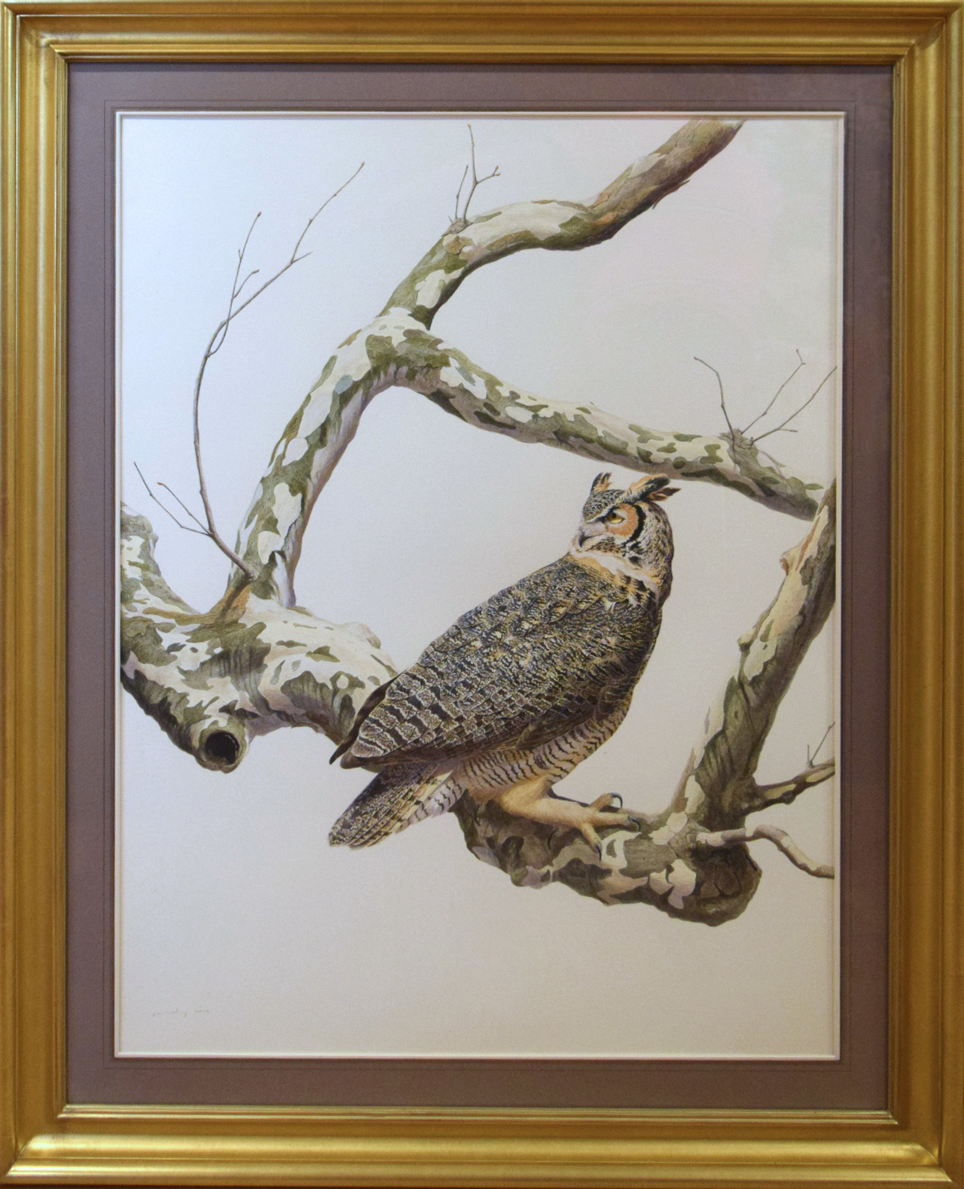 GREAT HORN OWL BY TONY HENNEBERG by Tony Hennenberg