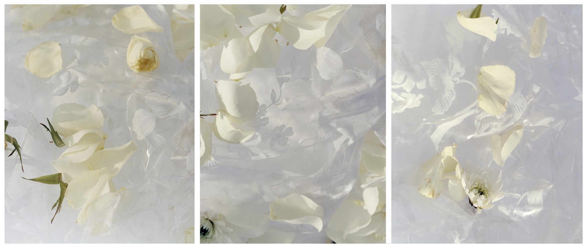 Untitled (White Rose) by Laura McPhee